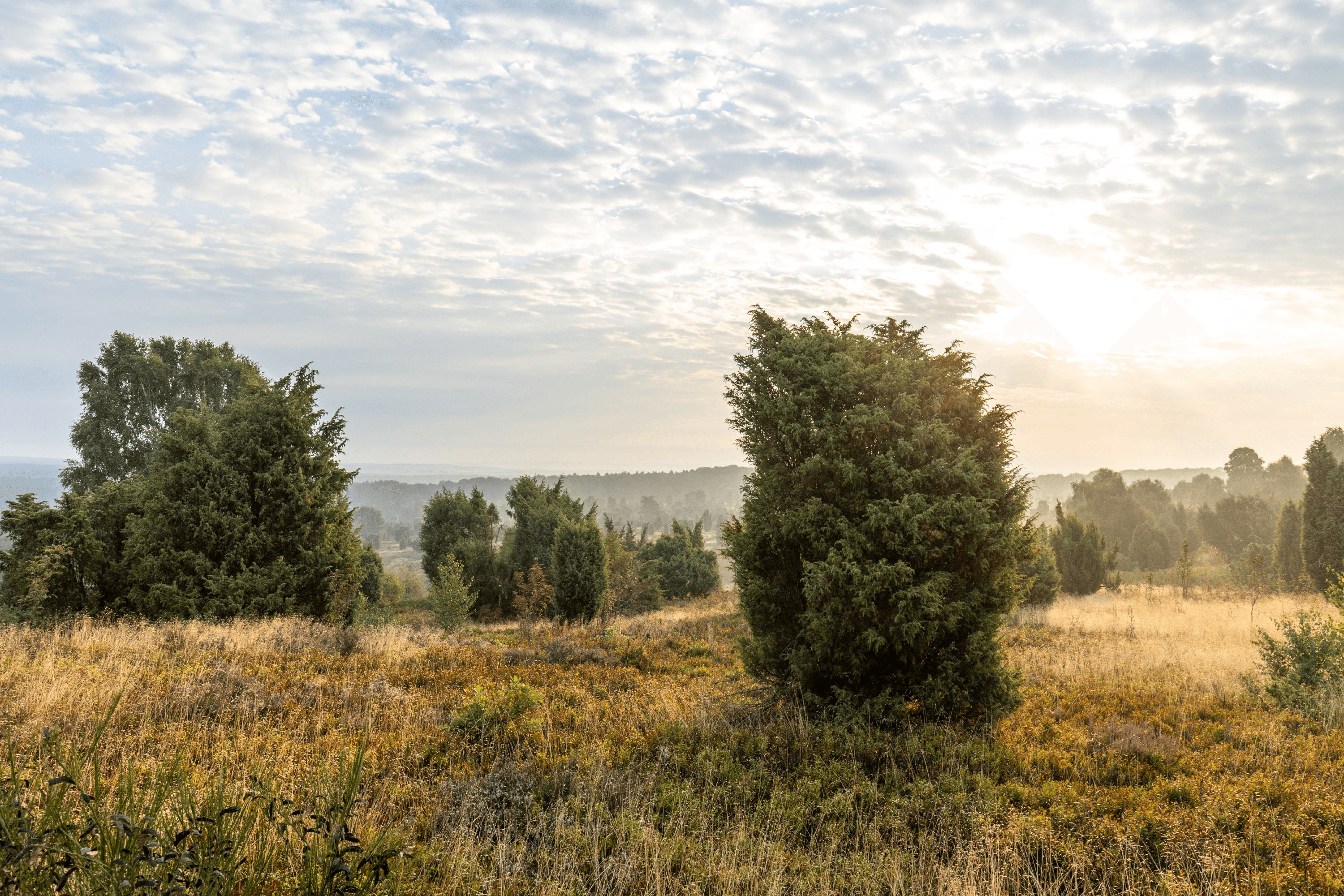 Ausblick über die Heidefläche am Wilseder Berg zur Heideblüte