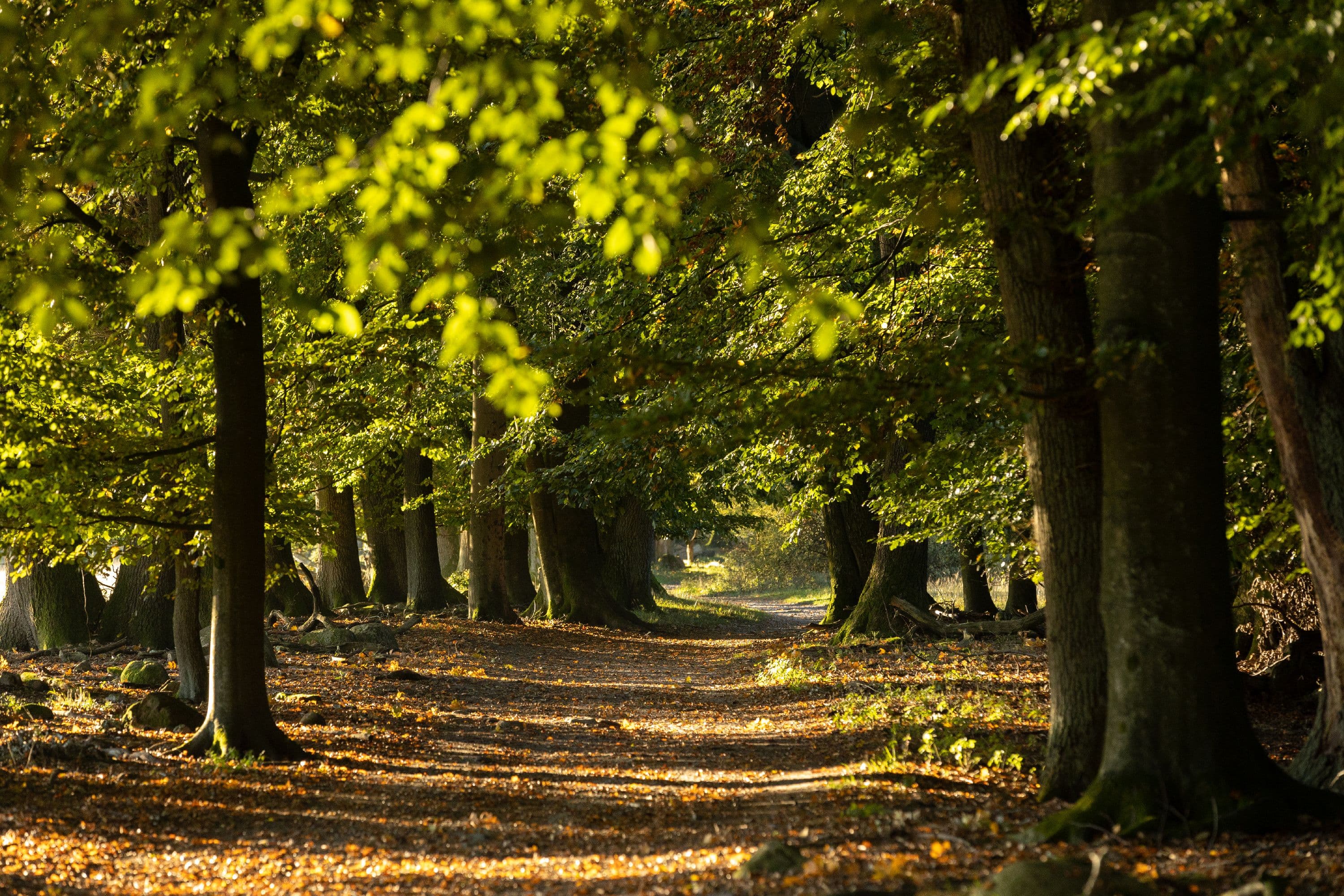 Bispingen Totengrund Wanderweg Herbst