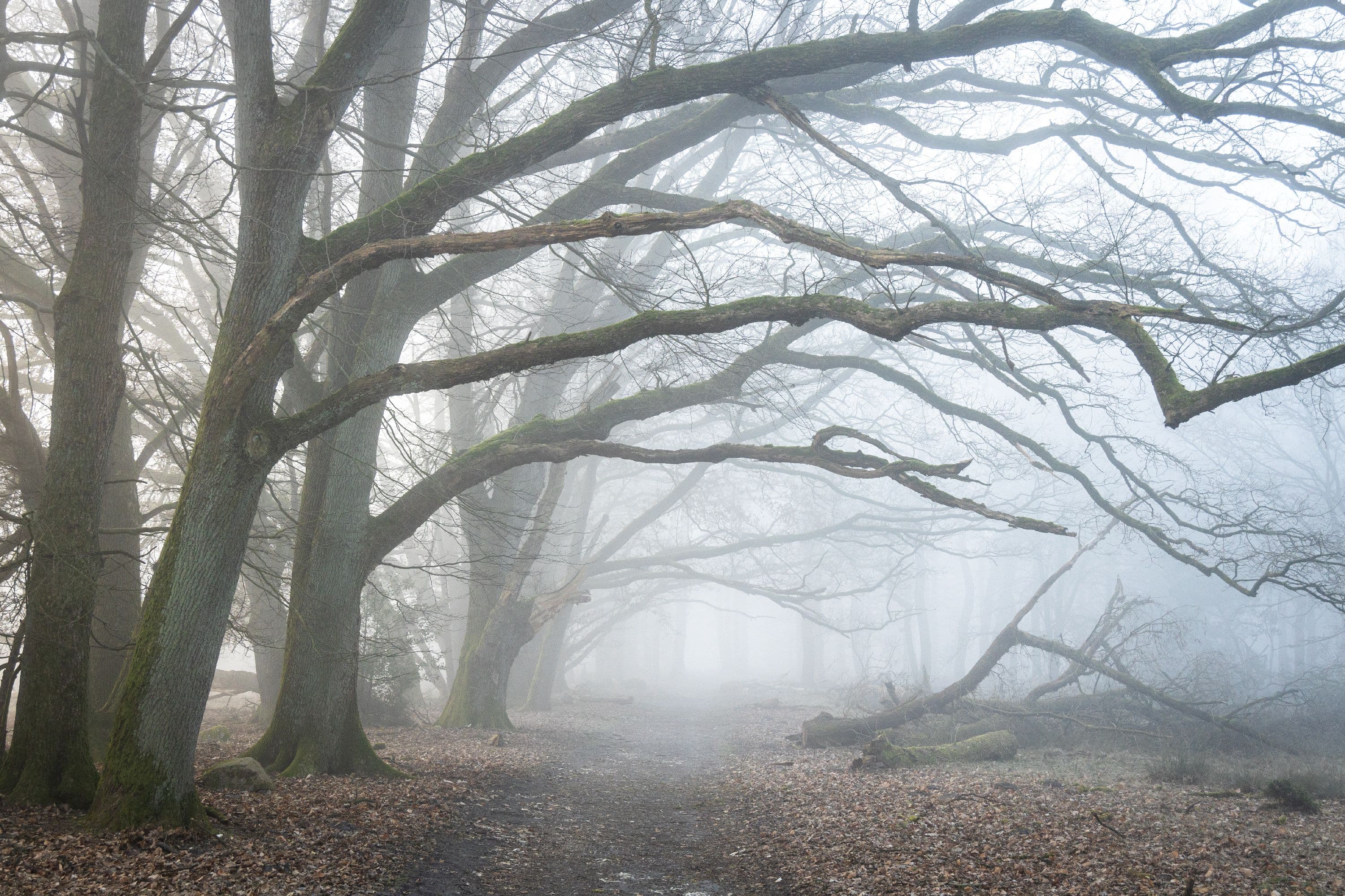 Bispingen Totengrund Wanderweg Herbst Nebel