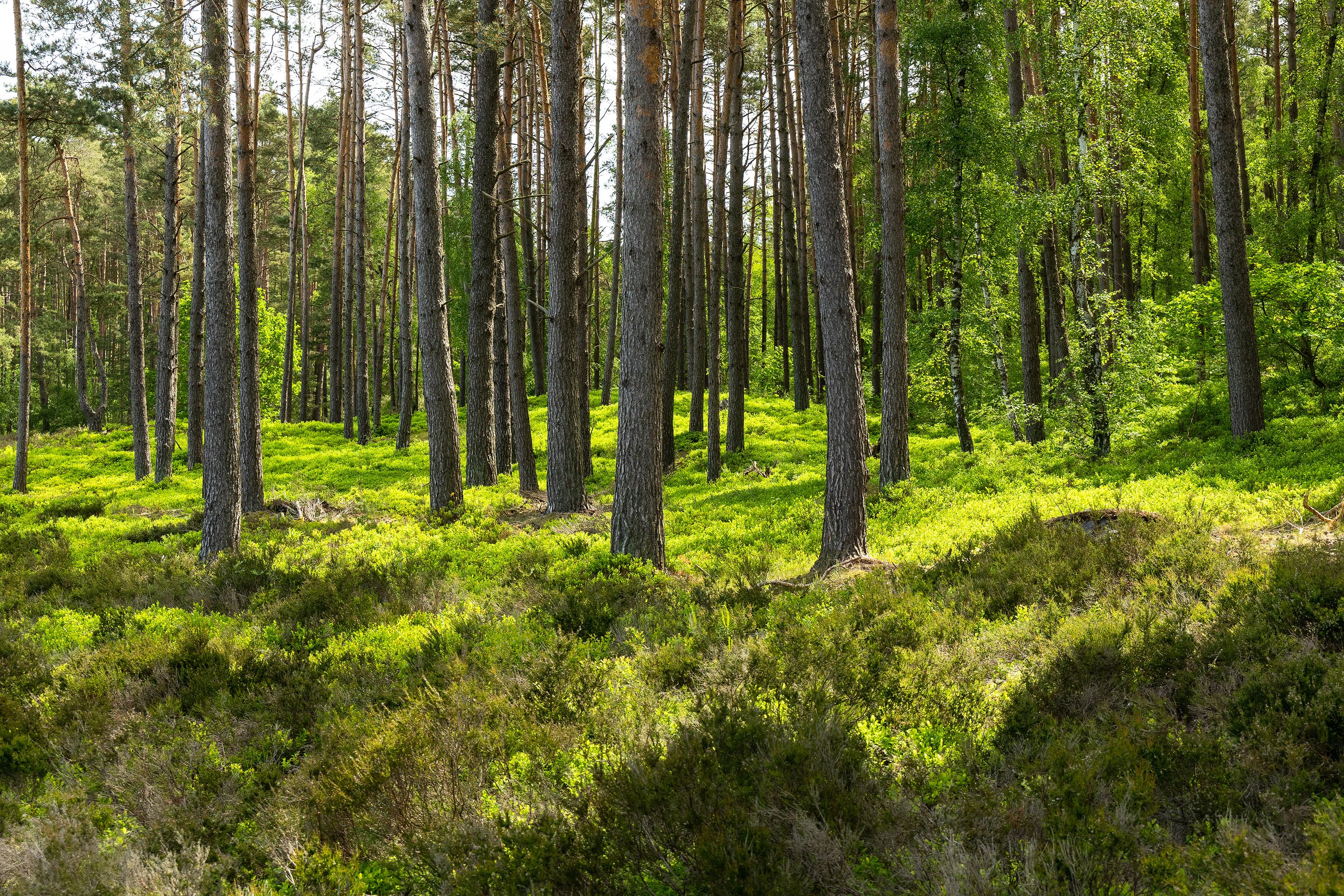 Amelinghausen Kronsbergheide Wald