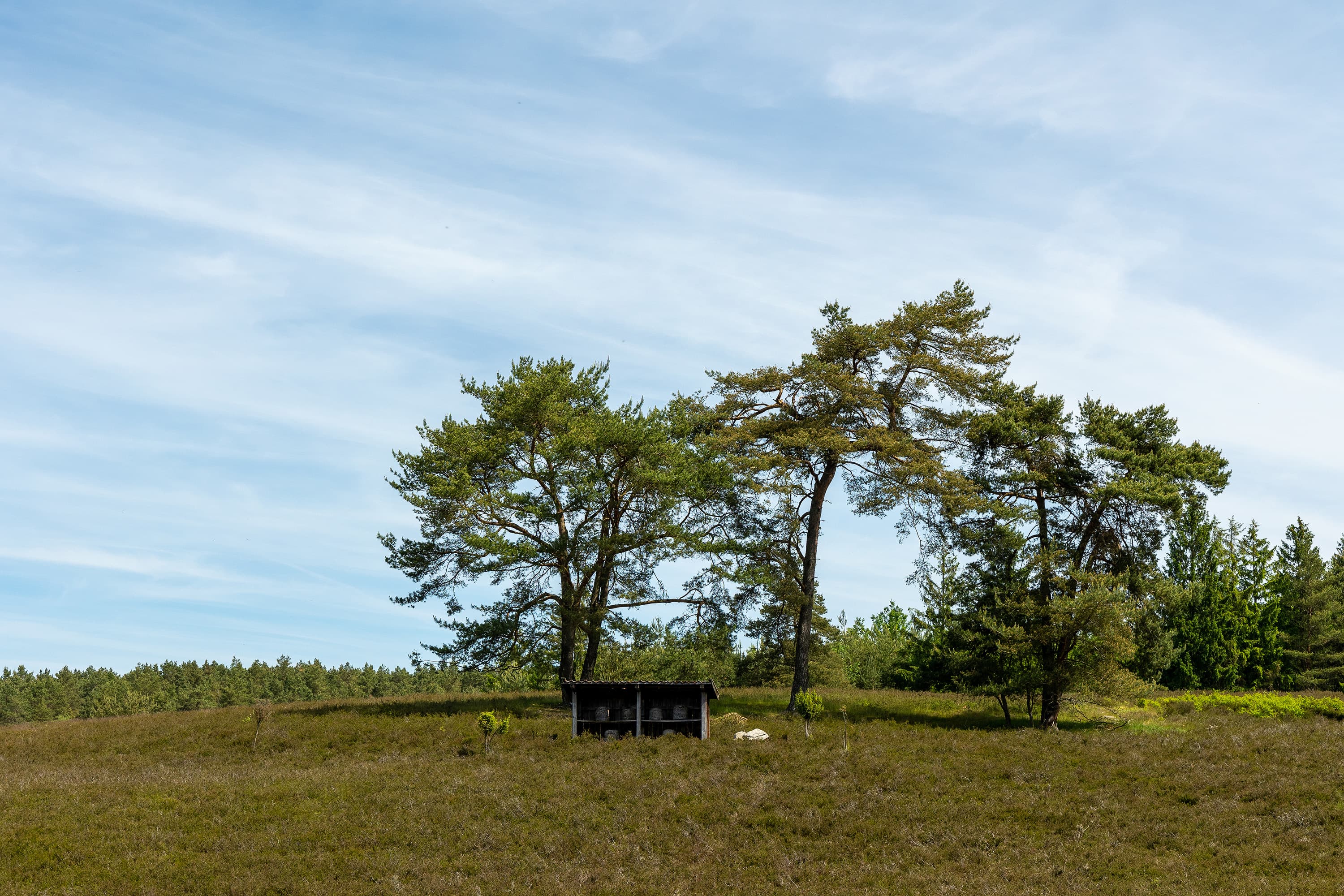 Amelinghausen Kronsbergheide