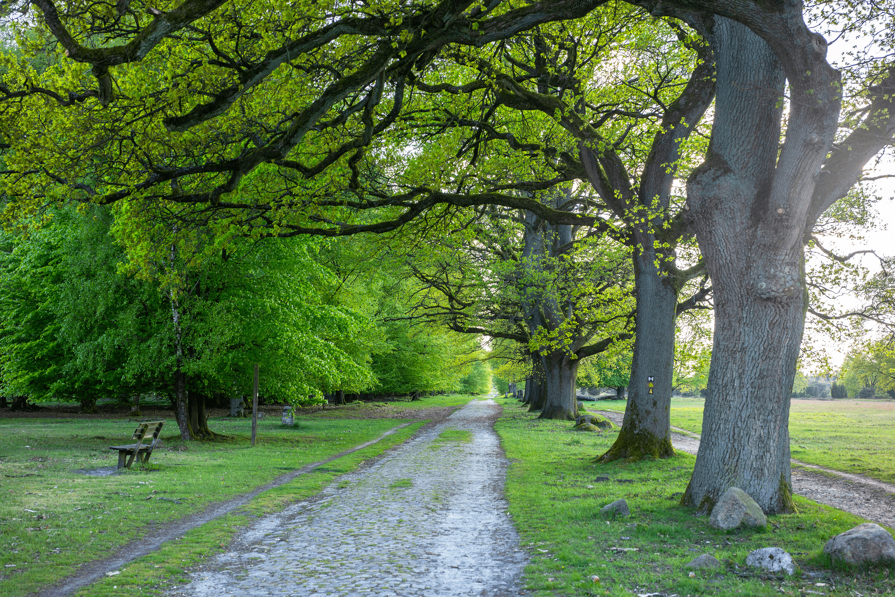 Wandern zum Wilseder Berg im Frühling
