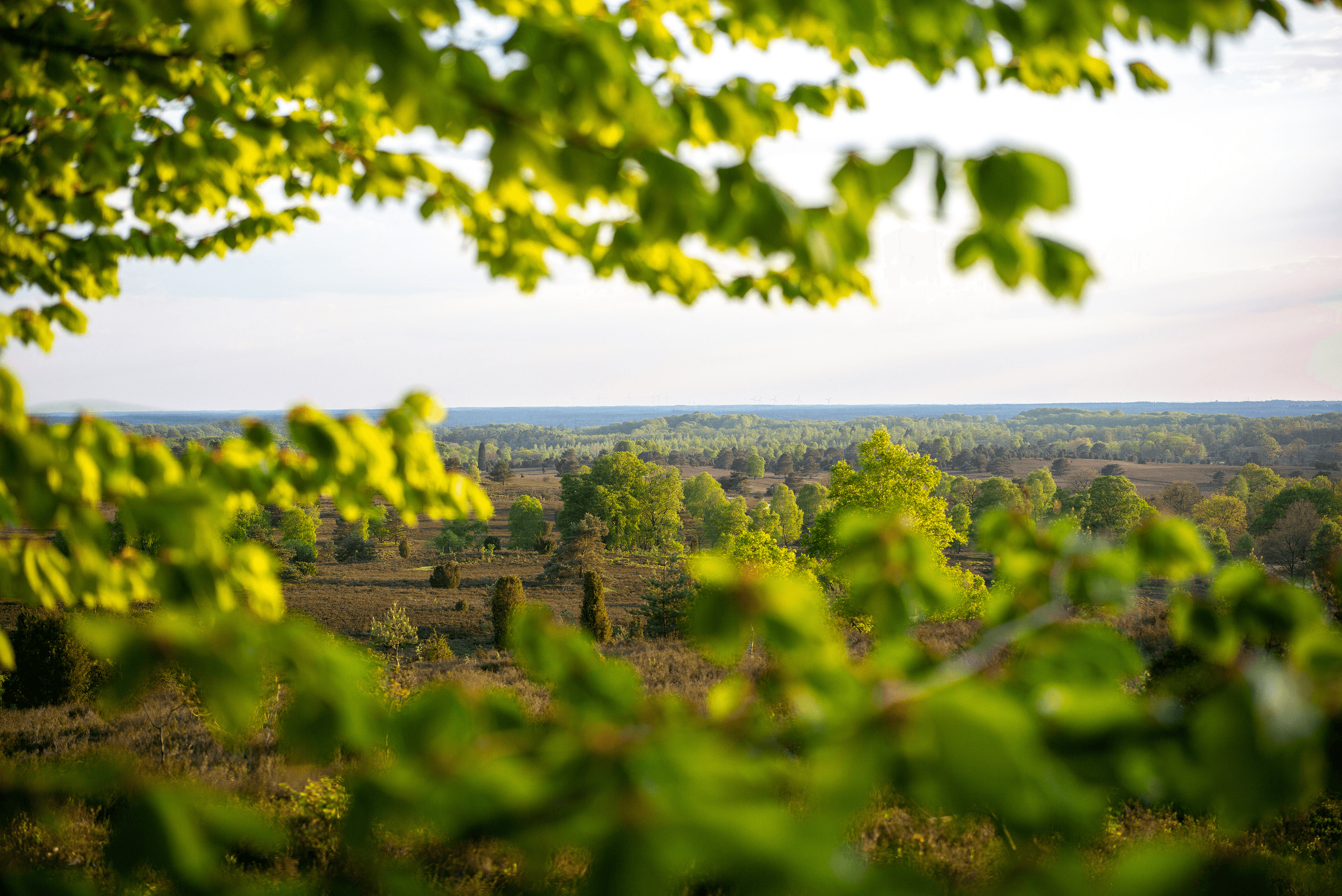Wandern im Frühling in der Lüneburger Heide auf den Wilseder Berg
