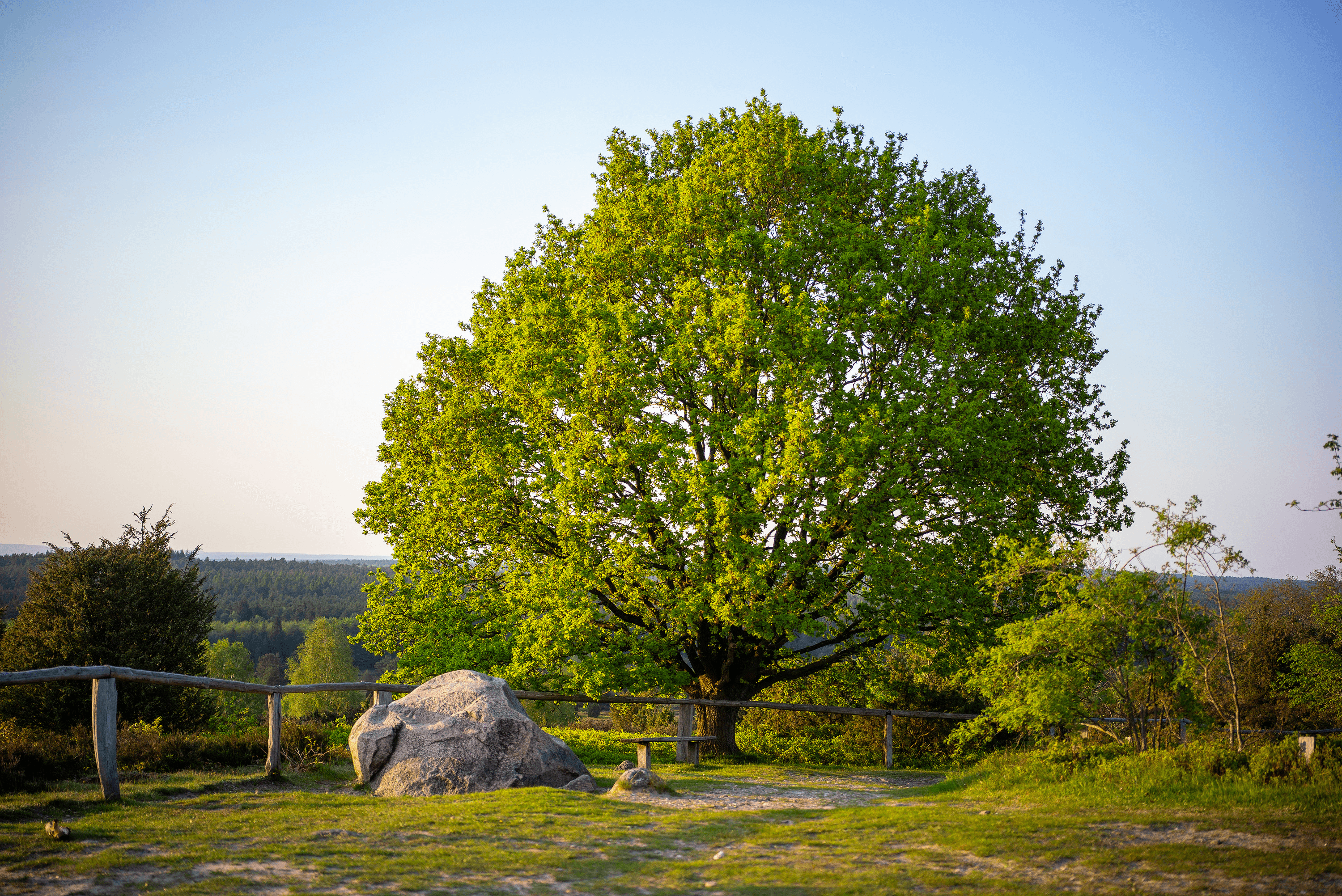 auf dem gipfel des wilseder bergs steht eine eiche