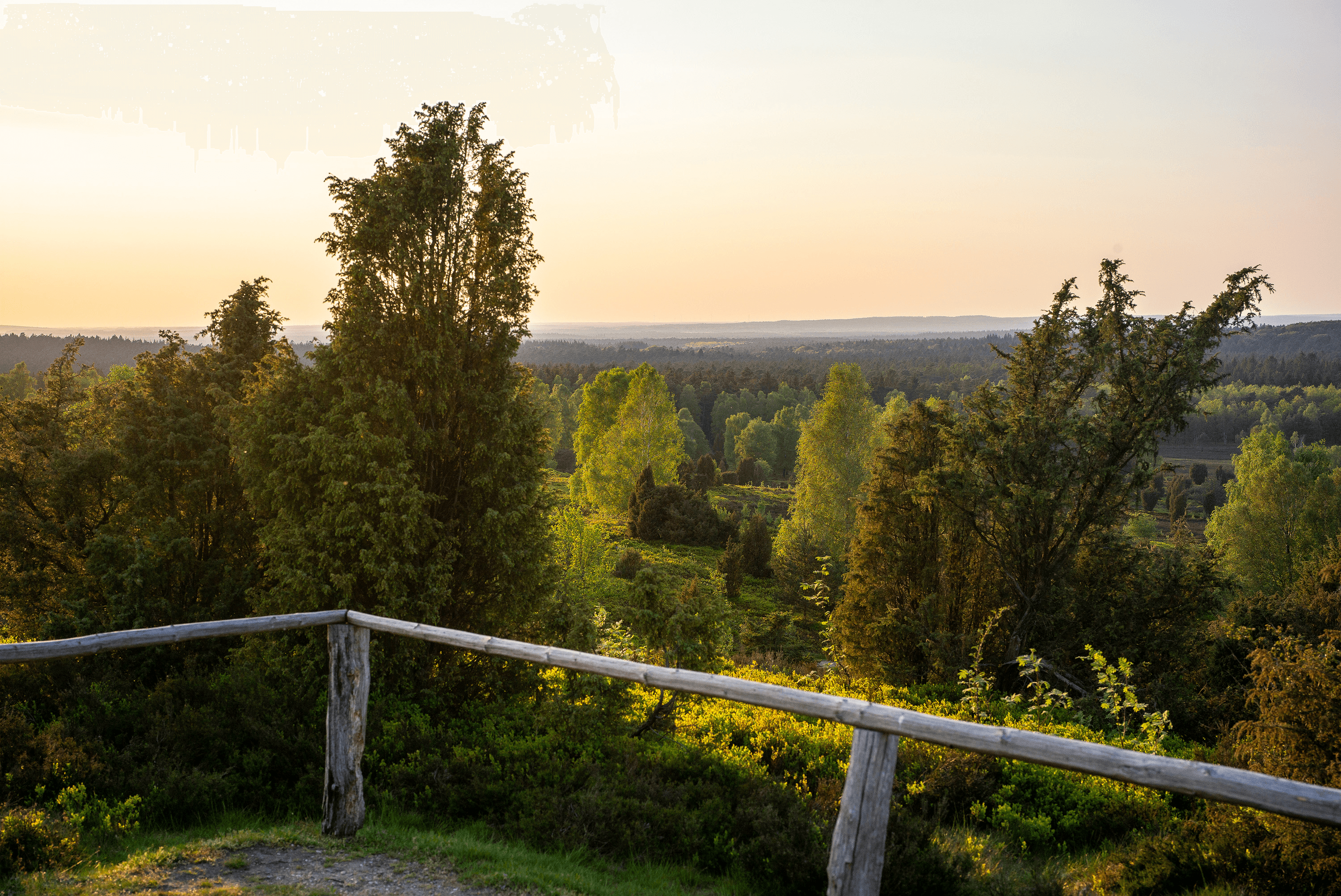 Ausblick auf die hellgrünen Birken beim Frühlingswandern auf den Wilseder Berg