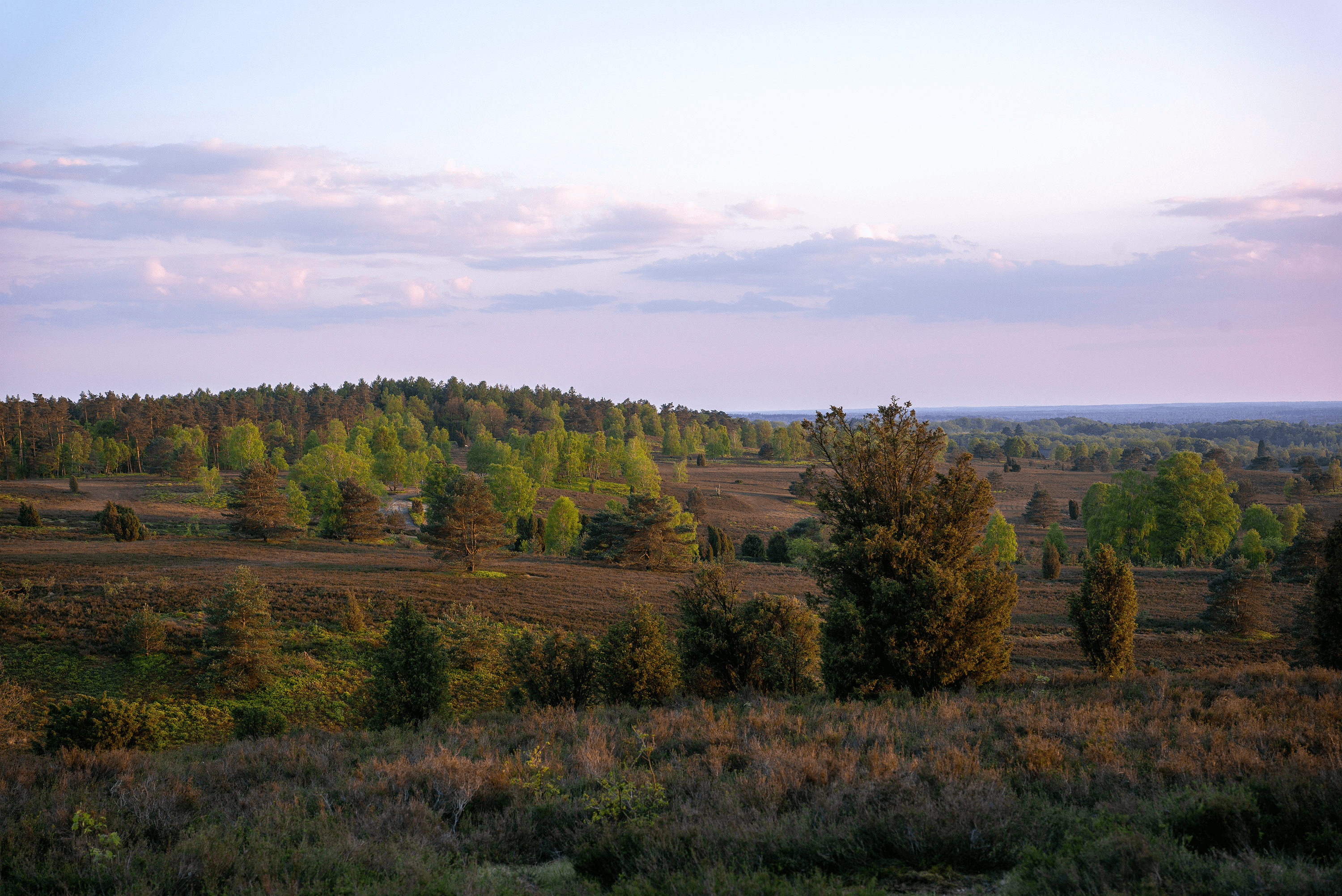 Wandern im Frühling auf den Wilseder Berg in der Lüneburger Heide