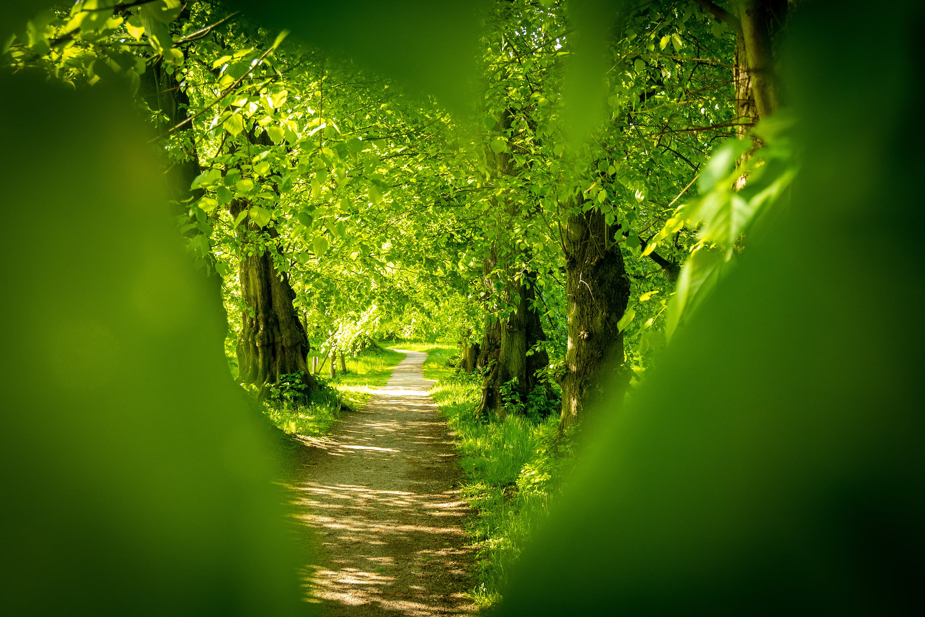 Blick durch Blätter auf den Spazierweg in Breidings Garten