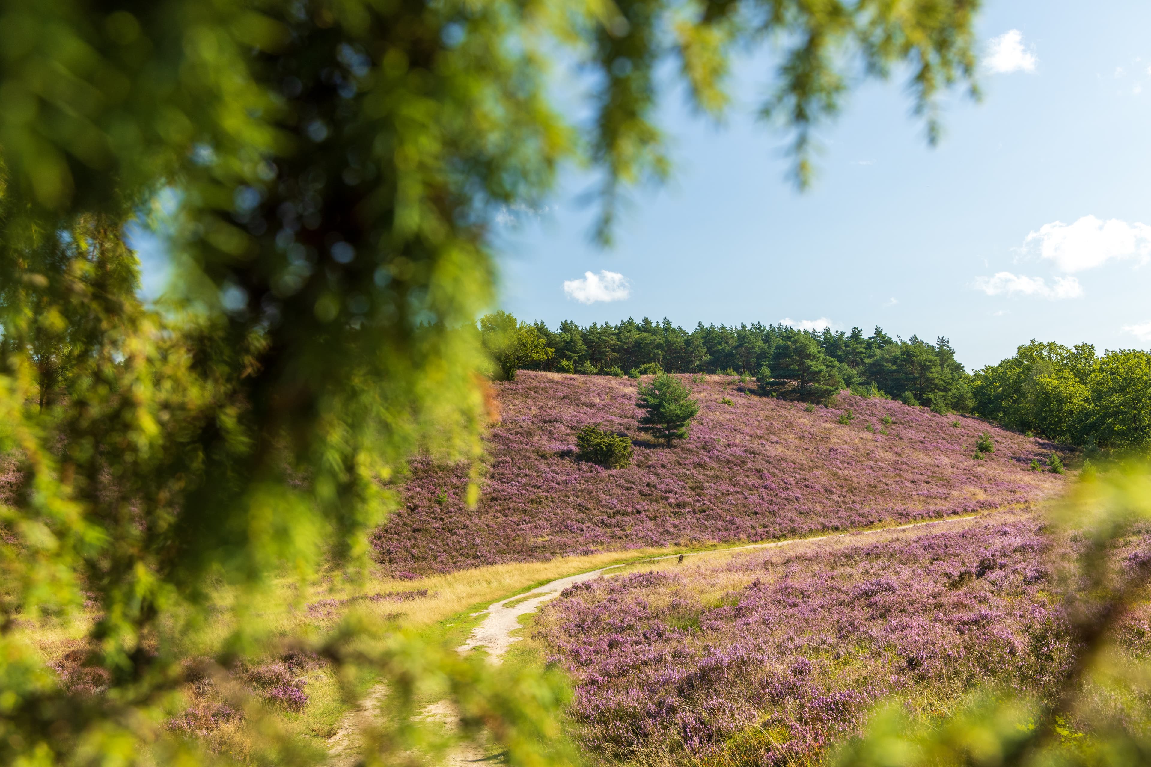 Blick auf den Wilseder Berg auf der Wanderung Lila Krönung