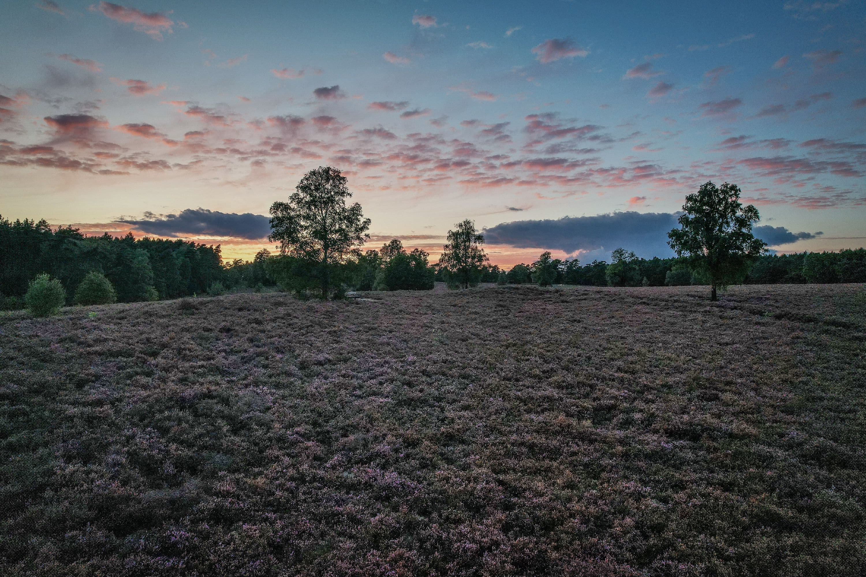 Sonnenuntergang über der blühenden Heide auf dem Wietzer Berg