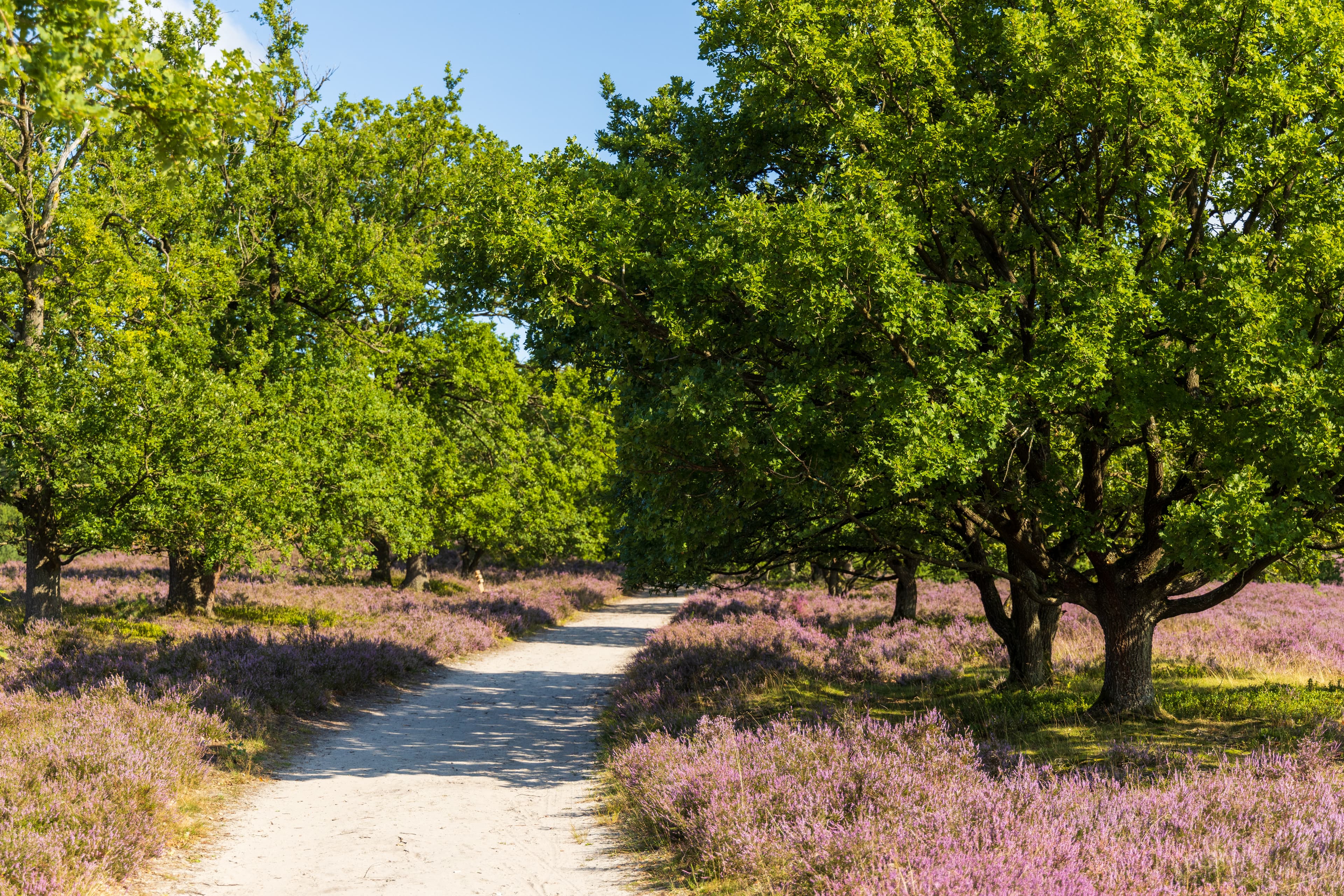 Wandern in der Nähe auf der Heideschleife Wilseder BergHiking nearby on the Wilseder Berg heathland loopVandring i nærheden på Wilseder Berg hede-loopWandelen in de buurt op de Wilseder Berg heideveldlus