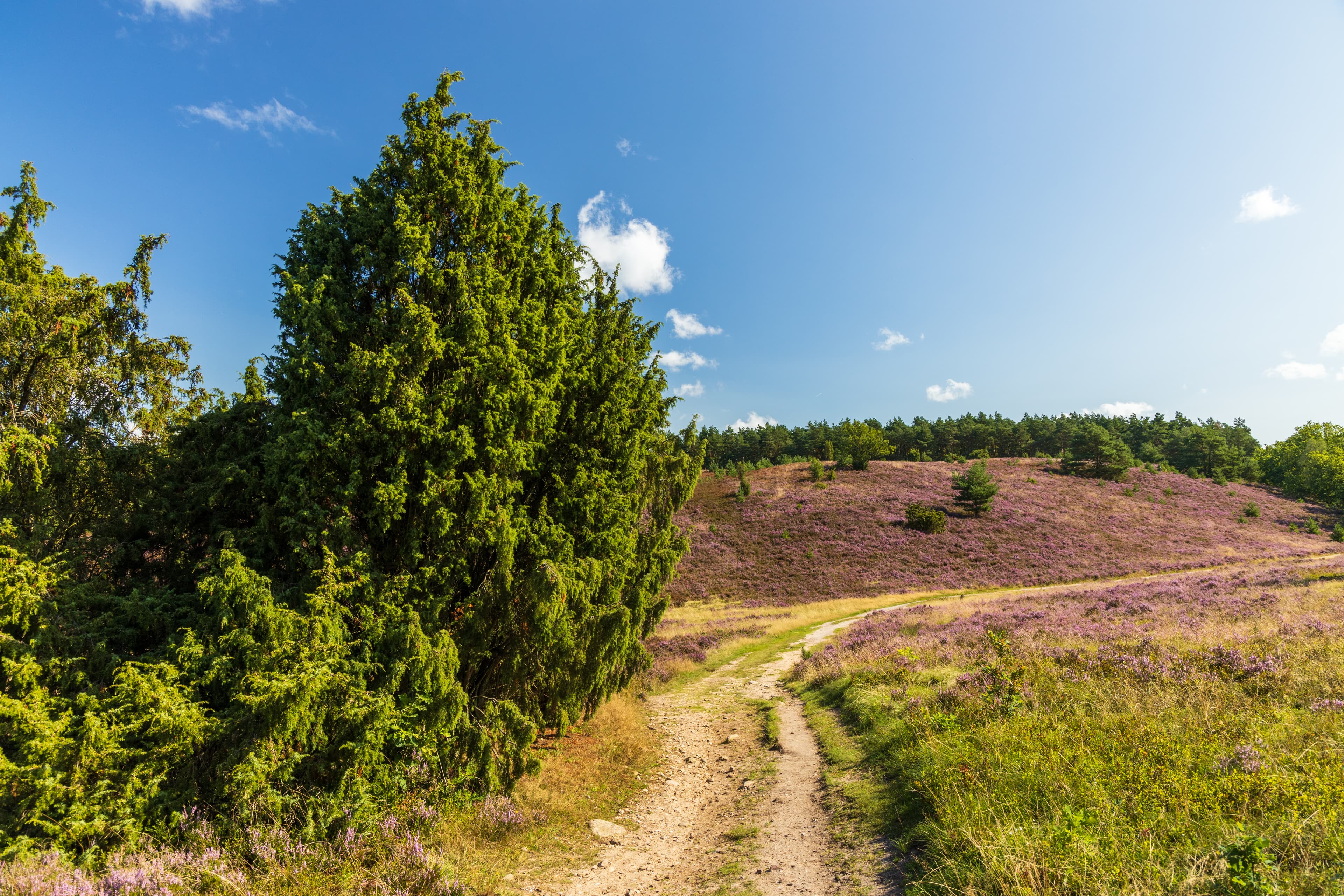 Wanderungen auf der Heideschleife Wilseder BergHikes on the Wilseder Berg heathland loopVandreture på Wilseder Berg hedesløjfeWandelingen op de Wilseder Berg heideveldlus