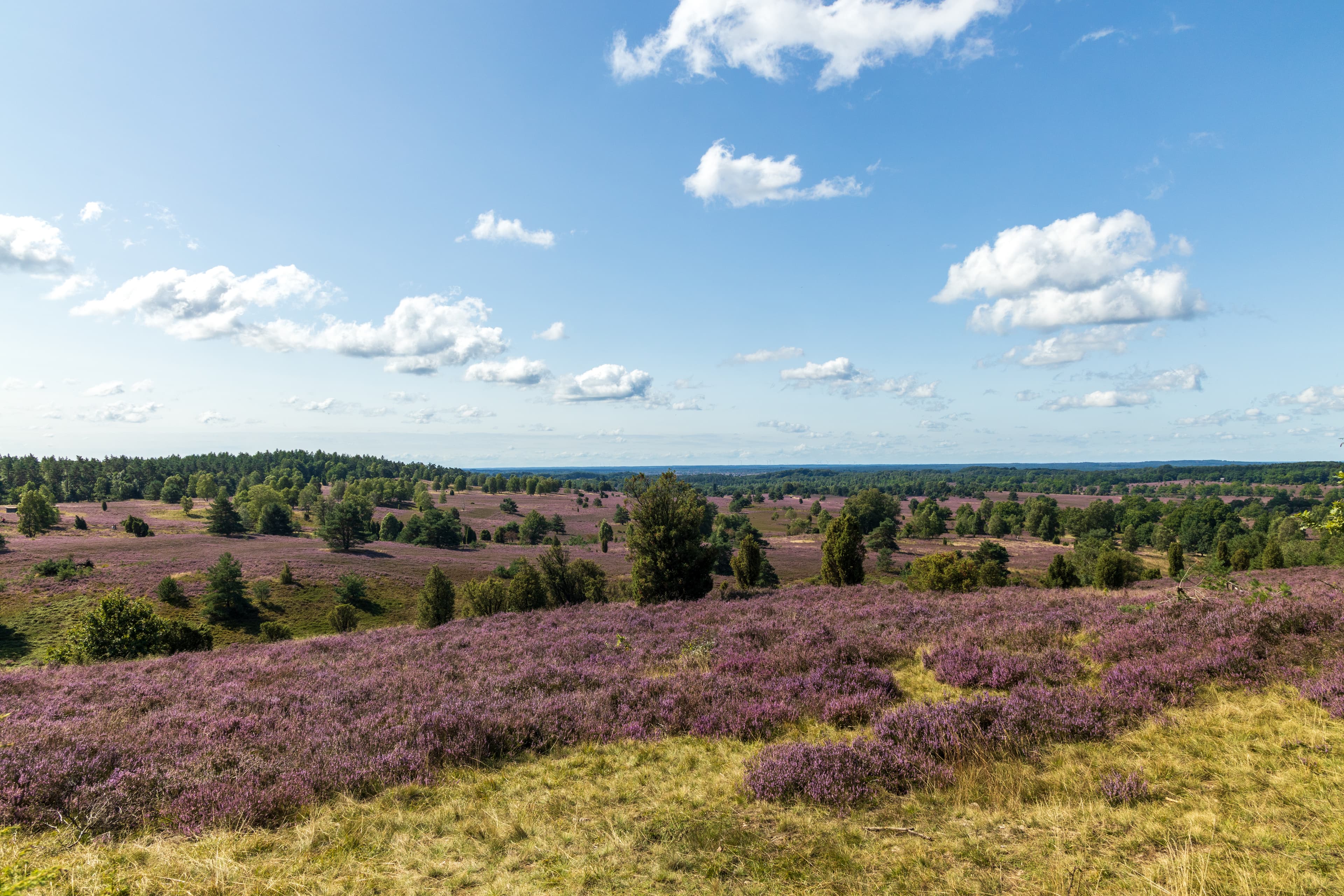 Blick vom Wilseder Berg auf der HeideschleifeView from Wilseder Berg on the HeideschleifeUdsigt fra Wilseder Berg på HeideschleifeUitzicht vanaf de Wilseder Berg op de Heideschleife