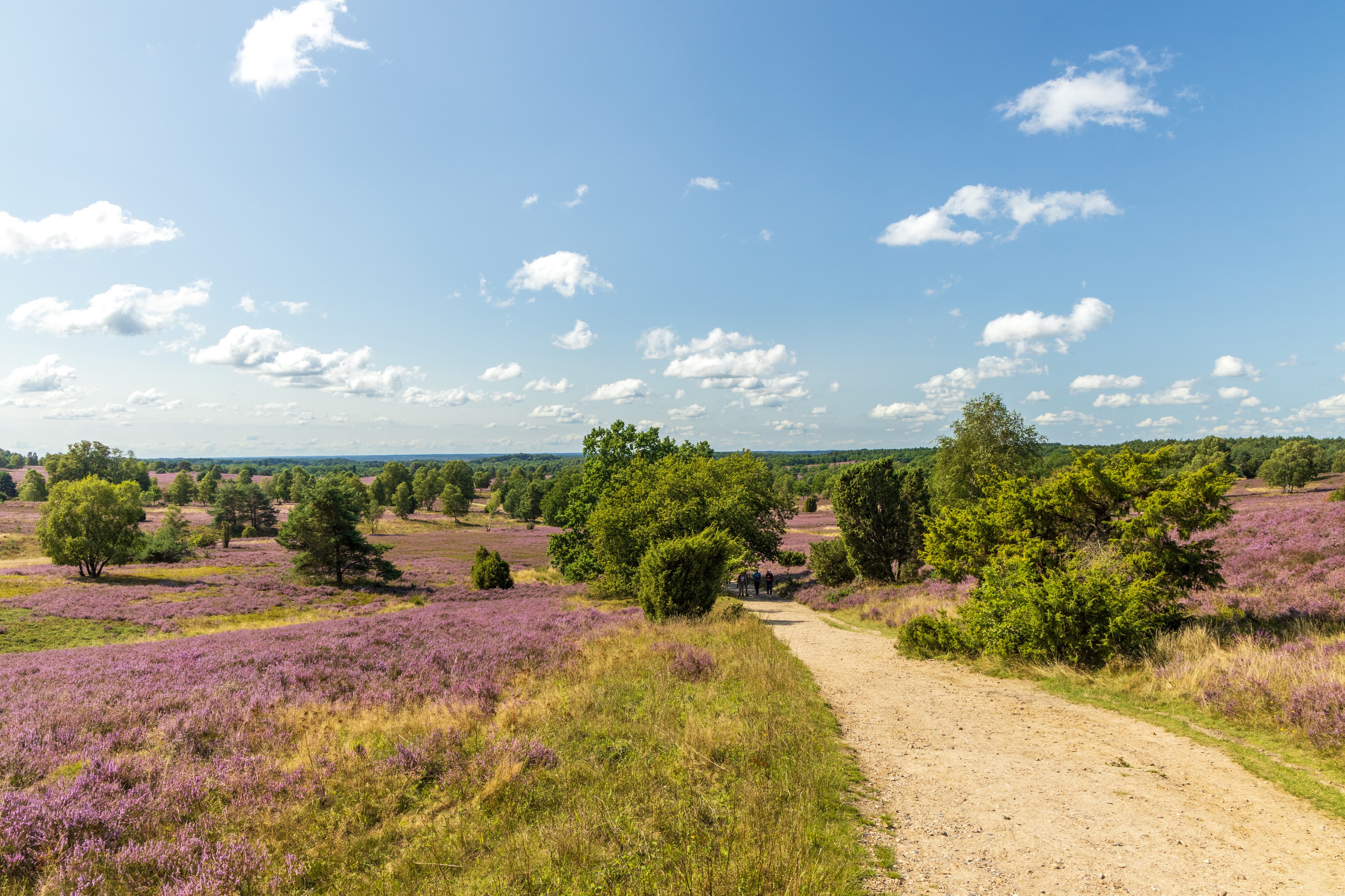 Hier wandert man besonders. Auf der Heideschleife Wilseder BergThis is a special place for hiking. On the Wilseder Berg heath loopDette er et særligt sted at vandre. På Wilseder Berg hede-sløjfenDit is een bijzondere plek om te wandelen. Op de Wilseder Berg heide rondwandeling