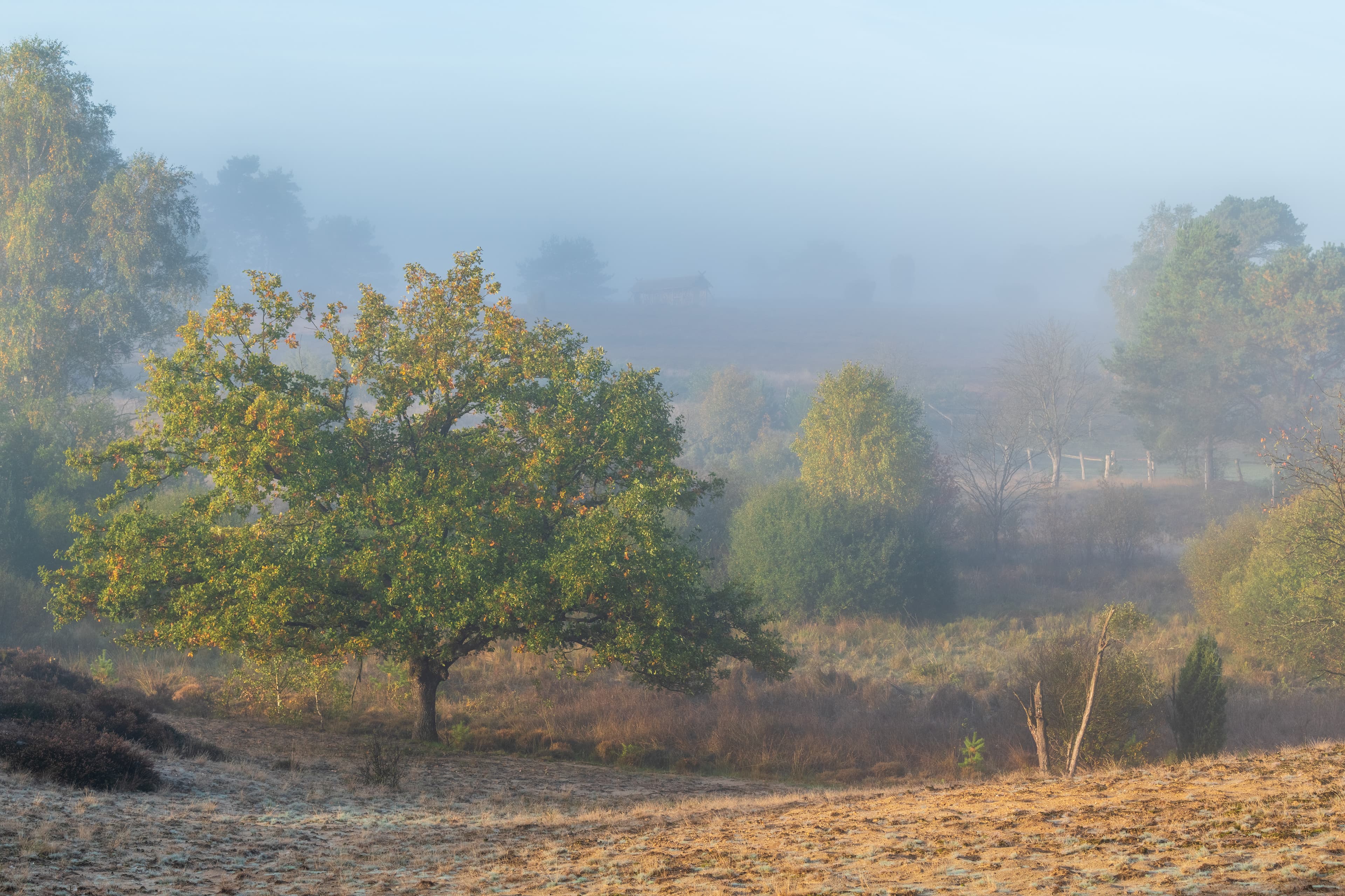 Wanderwege im Radenbachtal bei Undeloh mit Nebel