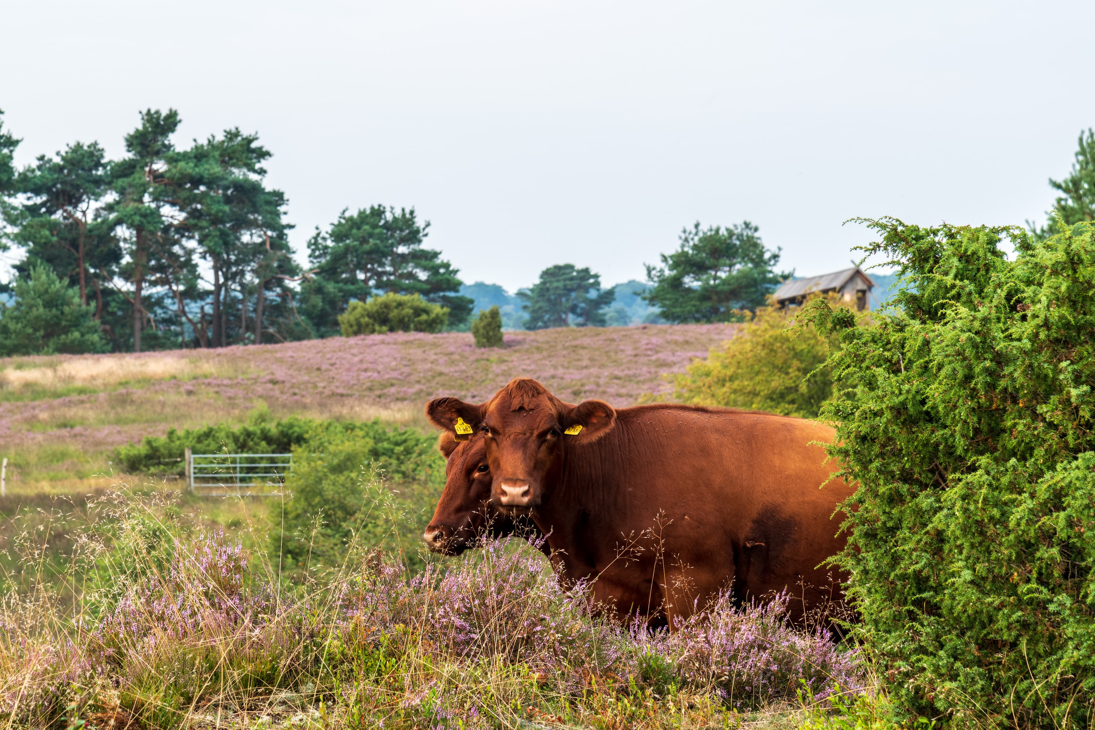 Rote Kühe im Radenbachtal bei Undeloh