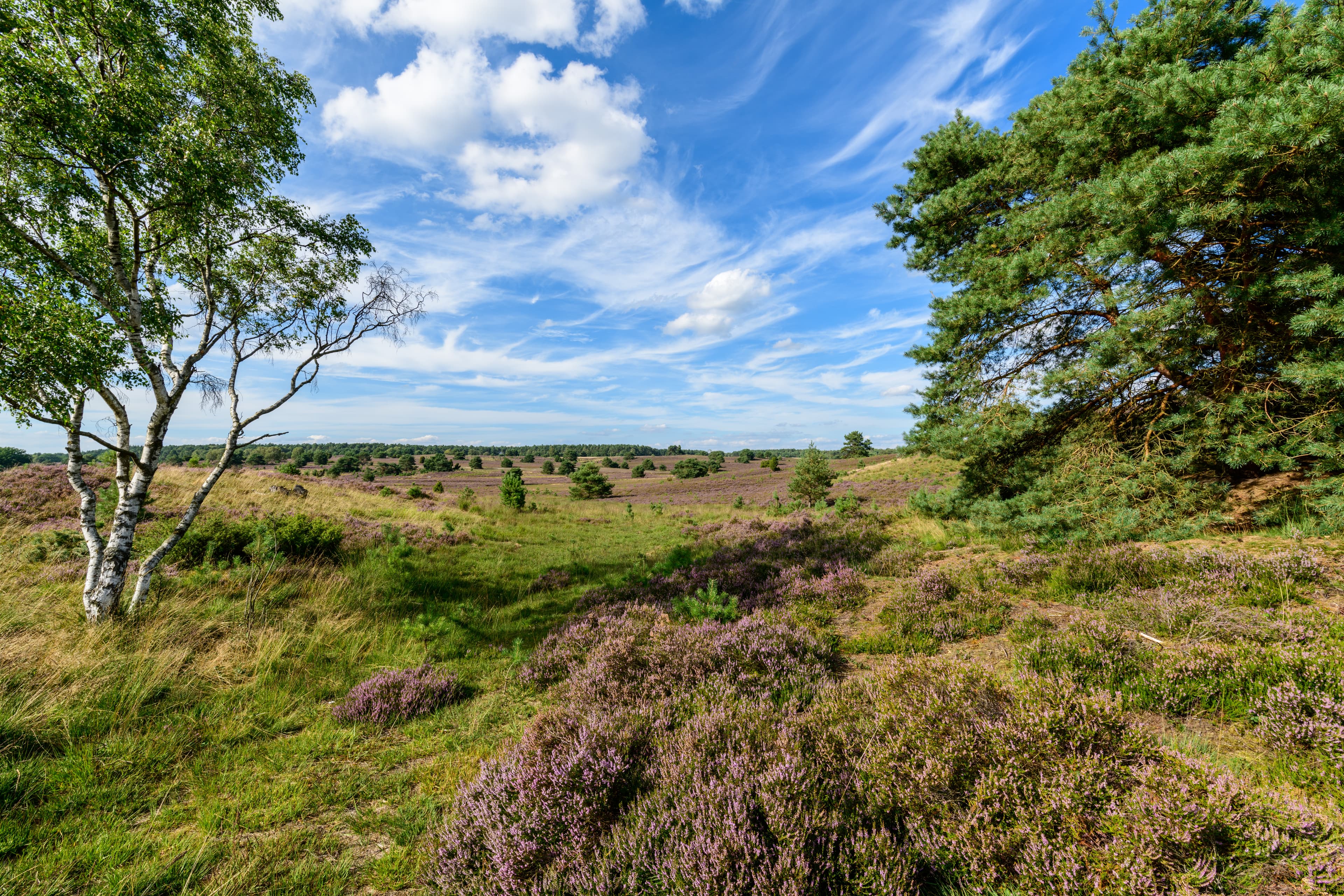 Undeloher Heide zur Heideblüte