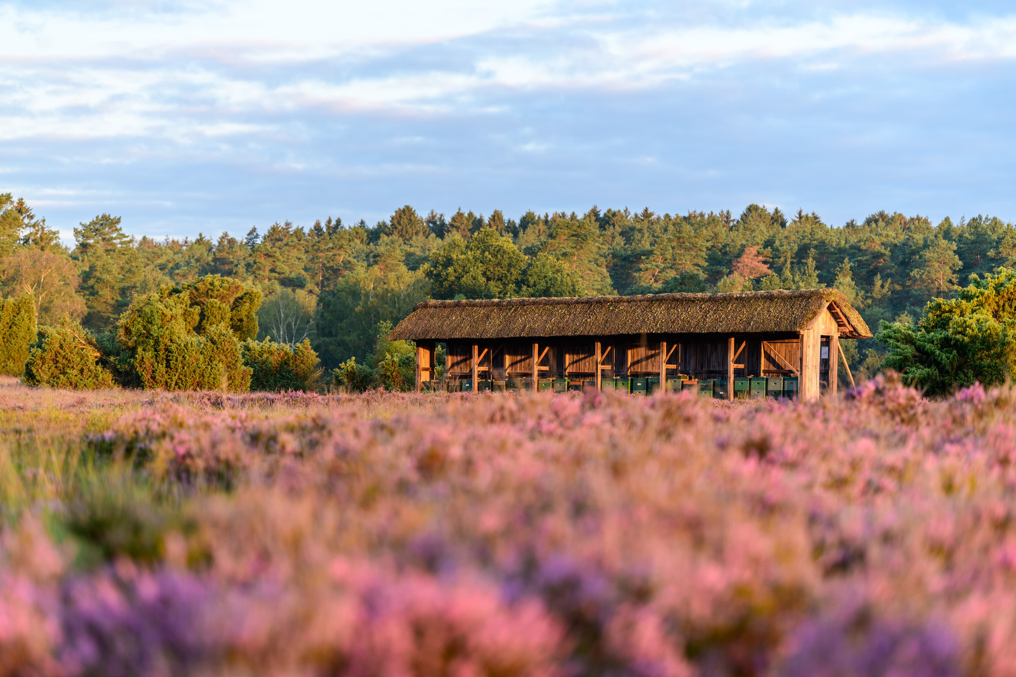 Heideblüte in Undeloh mit Bienenzaun vor blühender Heide