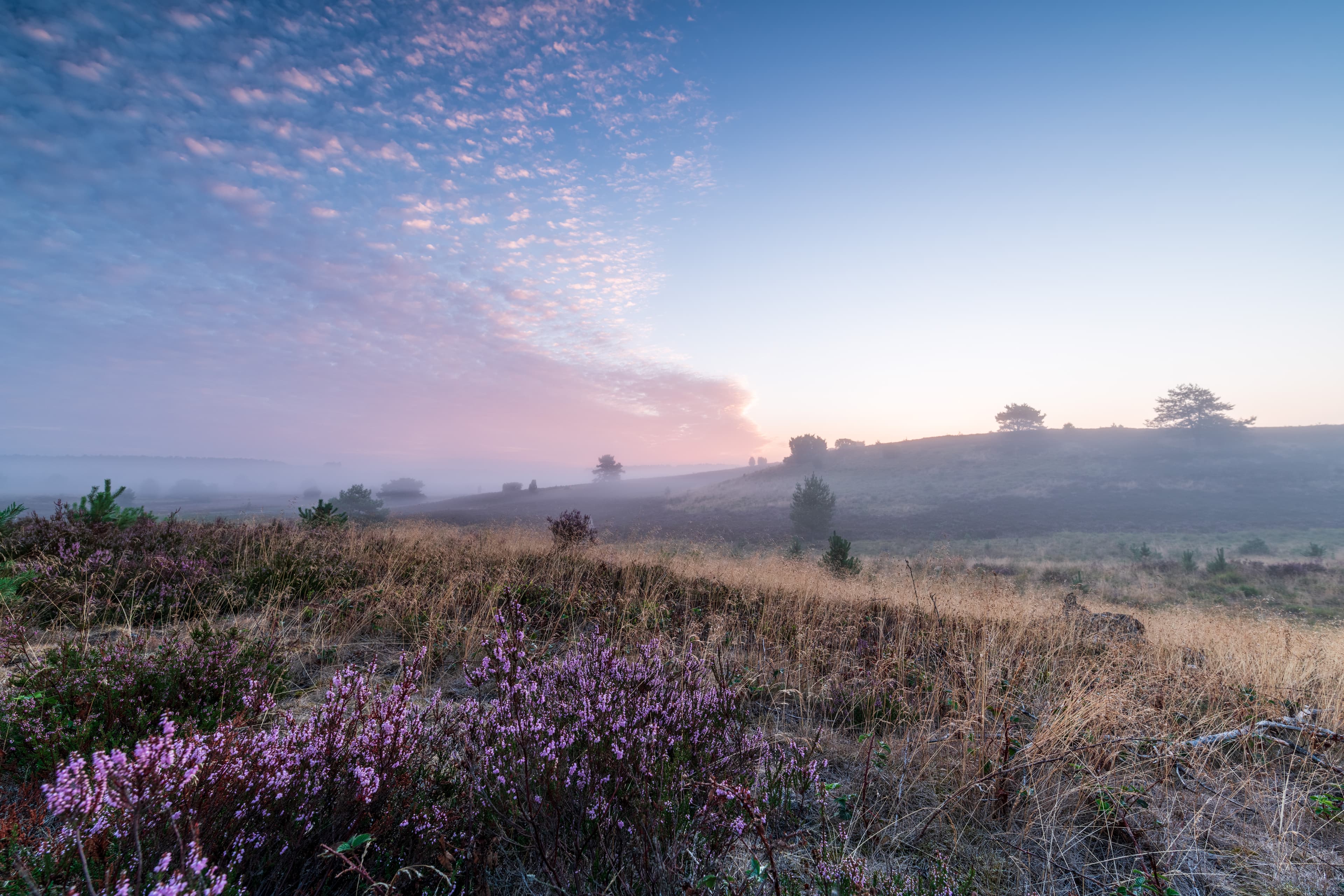 Das Radenbachtal bei Undeloh im SonnenaufgangThe Radenbach valley near Undeloh at sunriseRadenbach-dalen nær Undeloh ved solopgangDe Radenbachvallei bij Undeloh bij zonsopgang
