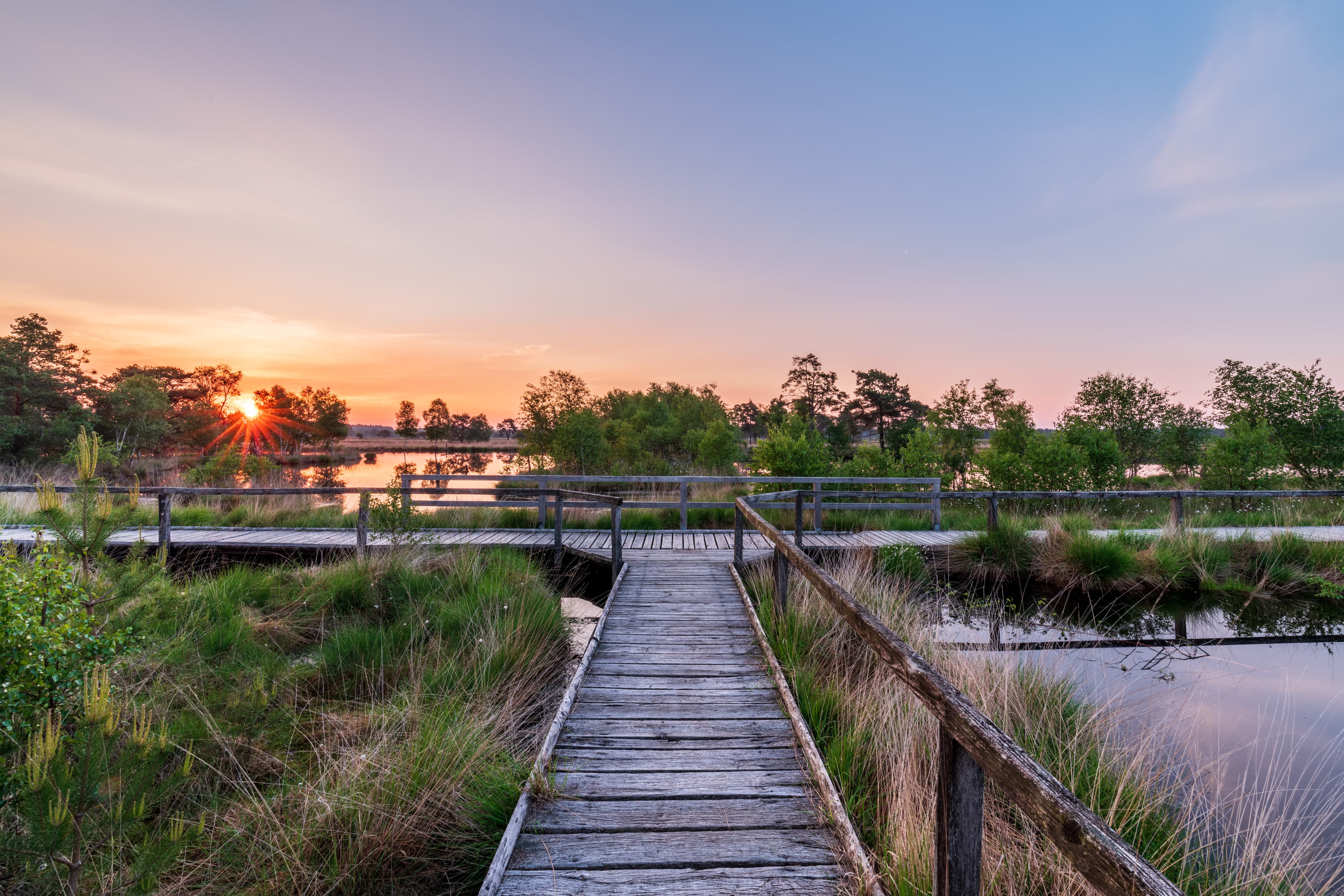 Wandern auf Bohlenwegen der Heideschleife Pietzmoor SchneverdingenHiking on the boardwalks of the Pietzmoor Schneverdingen heathland loopVandring på boardwalks i Pietzmoor Schneverdingen hedesløjfeWandelen op de promenades van de Pietzmoor Schneverdingen heidelus