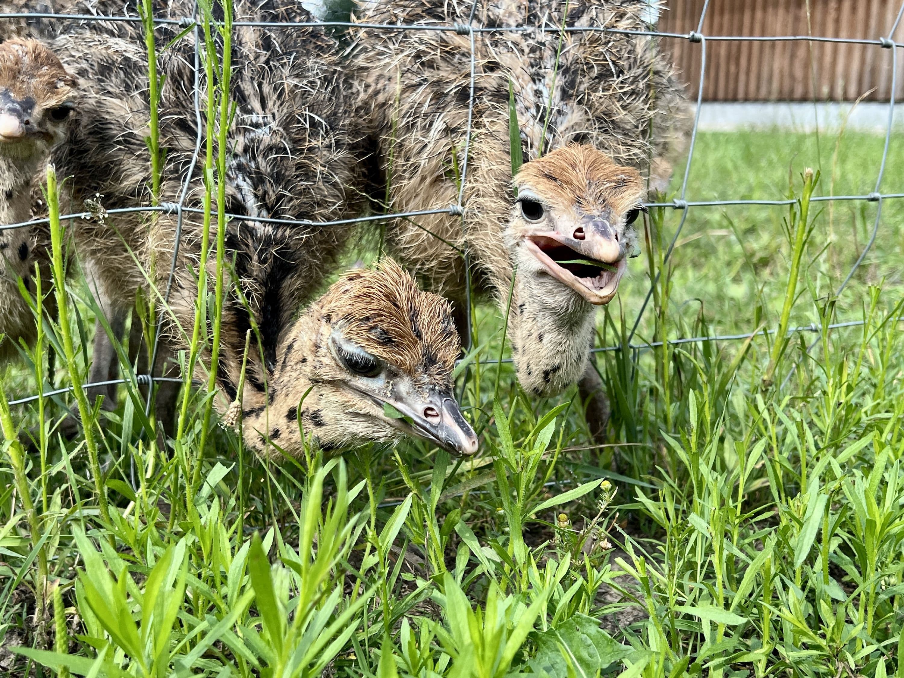 Jungsträuße der Straußenzucht im Heidekreis