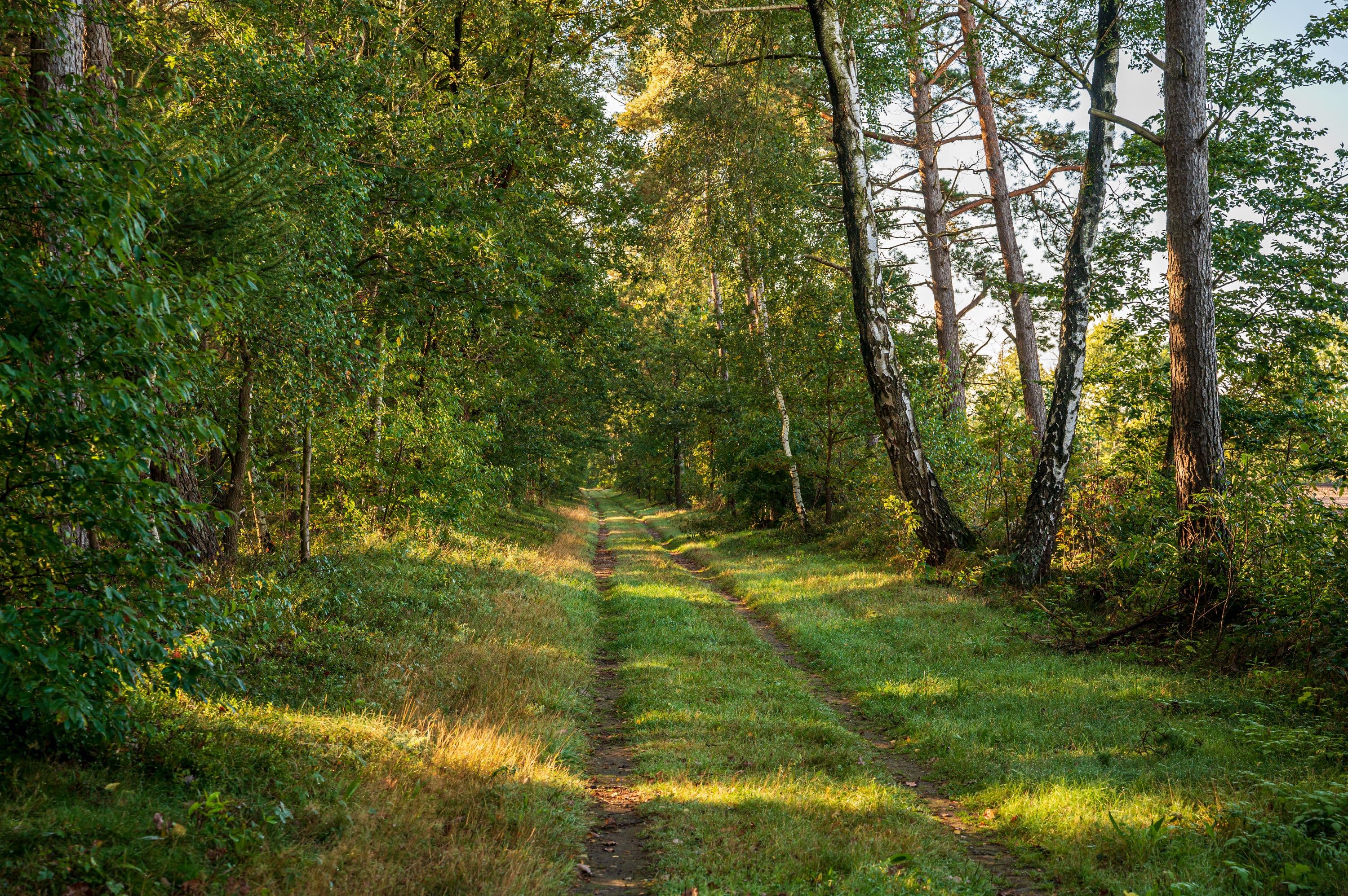 Wandern durch dichte Waldgebiete der Lüneburger Heide