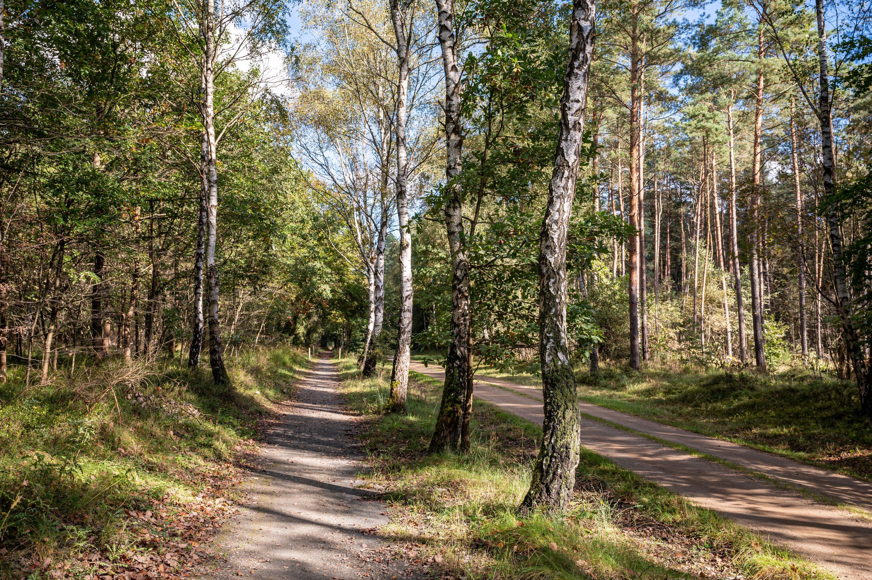 Wandern durch dichte Walgebiete