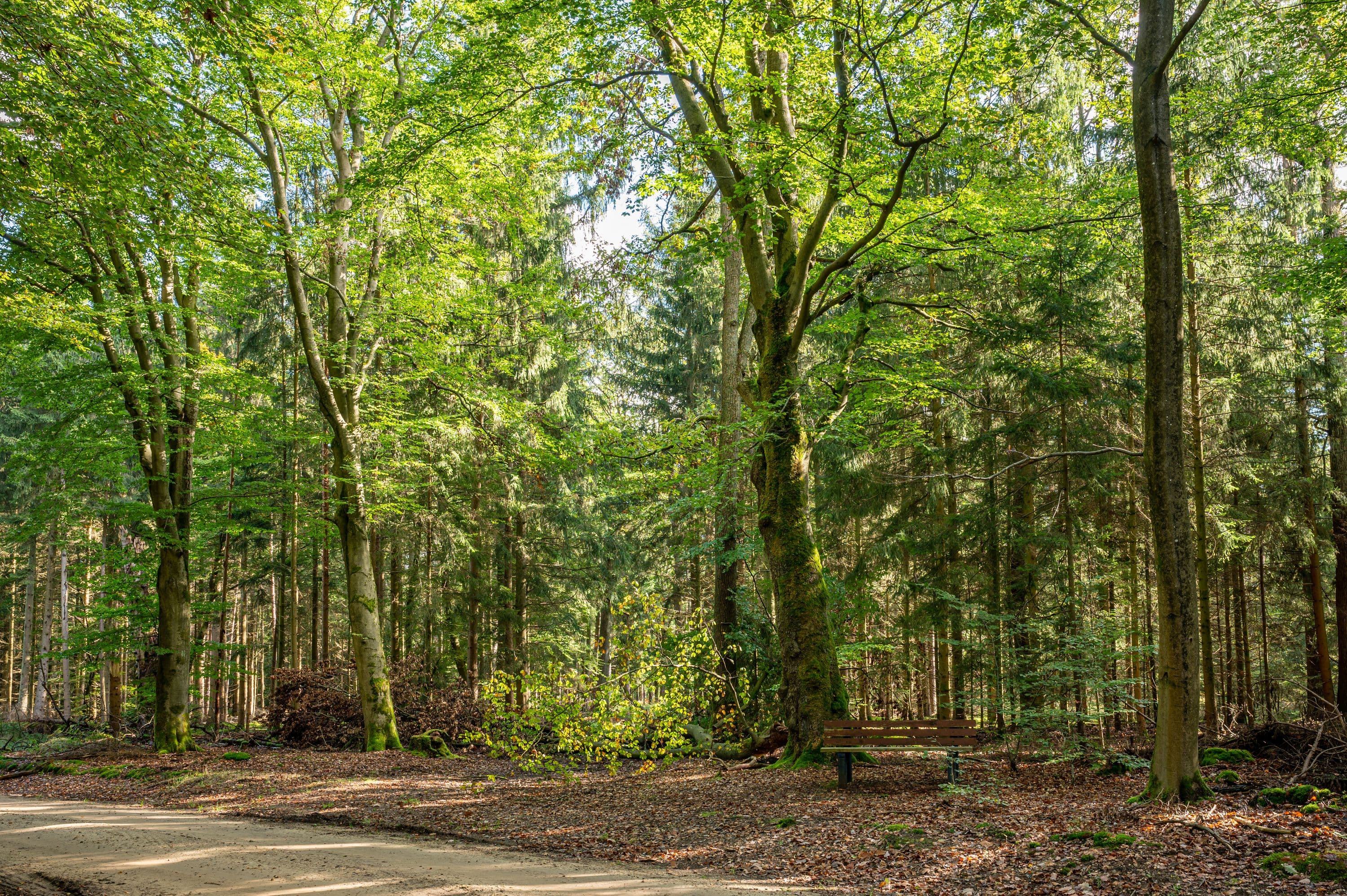 Bank zum Rasten mitten im grünen Wald auf der Wanderroute