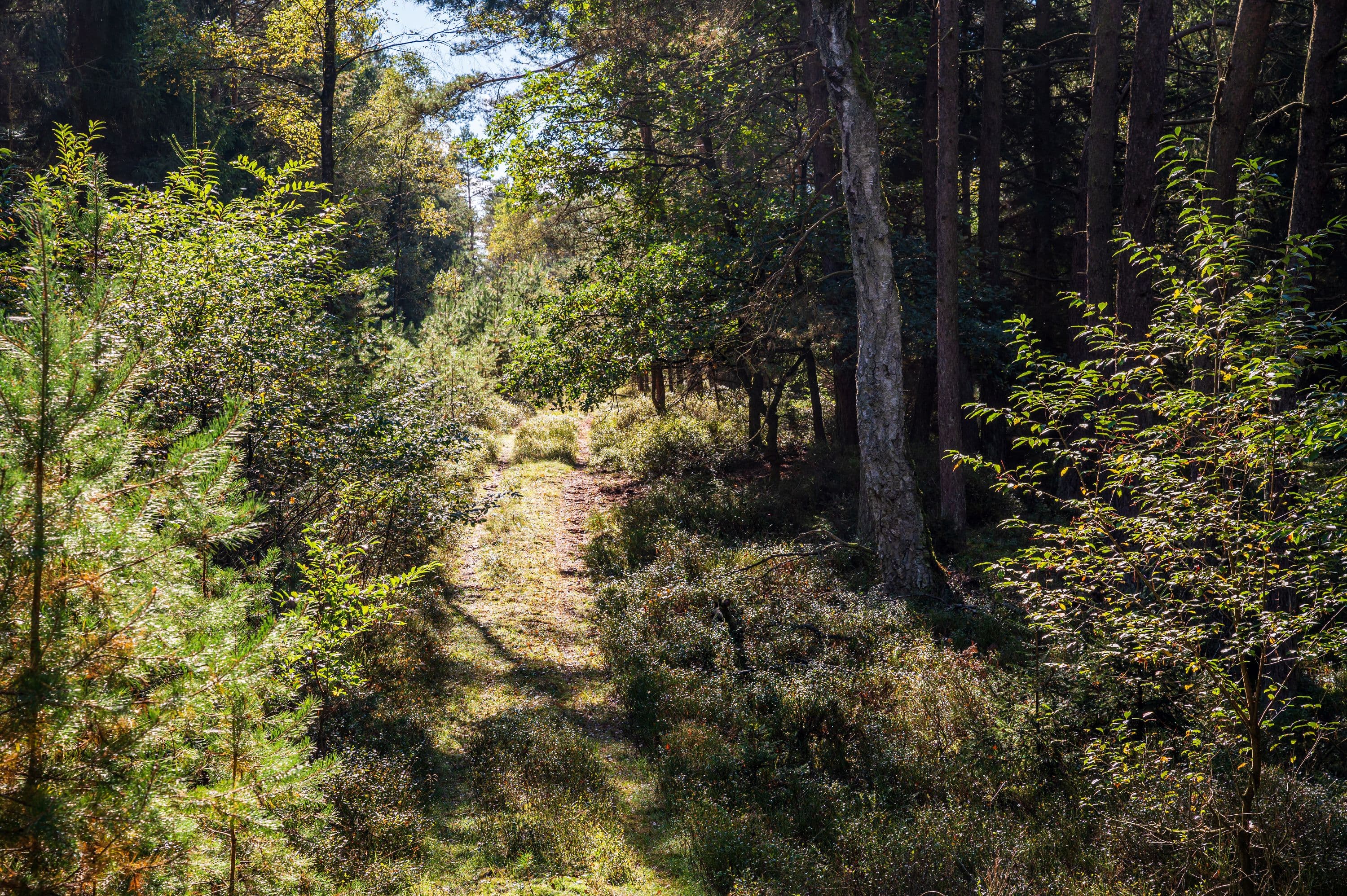 Wandern auf schmalen Pfaden durch dichten Wald