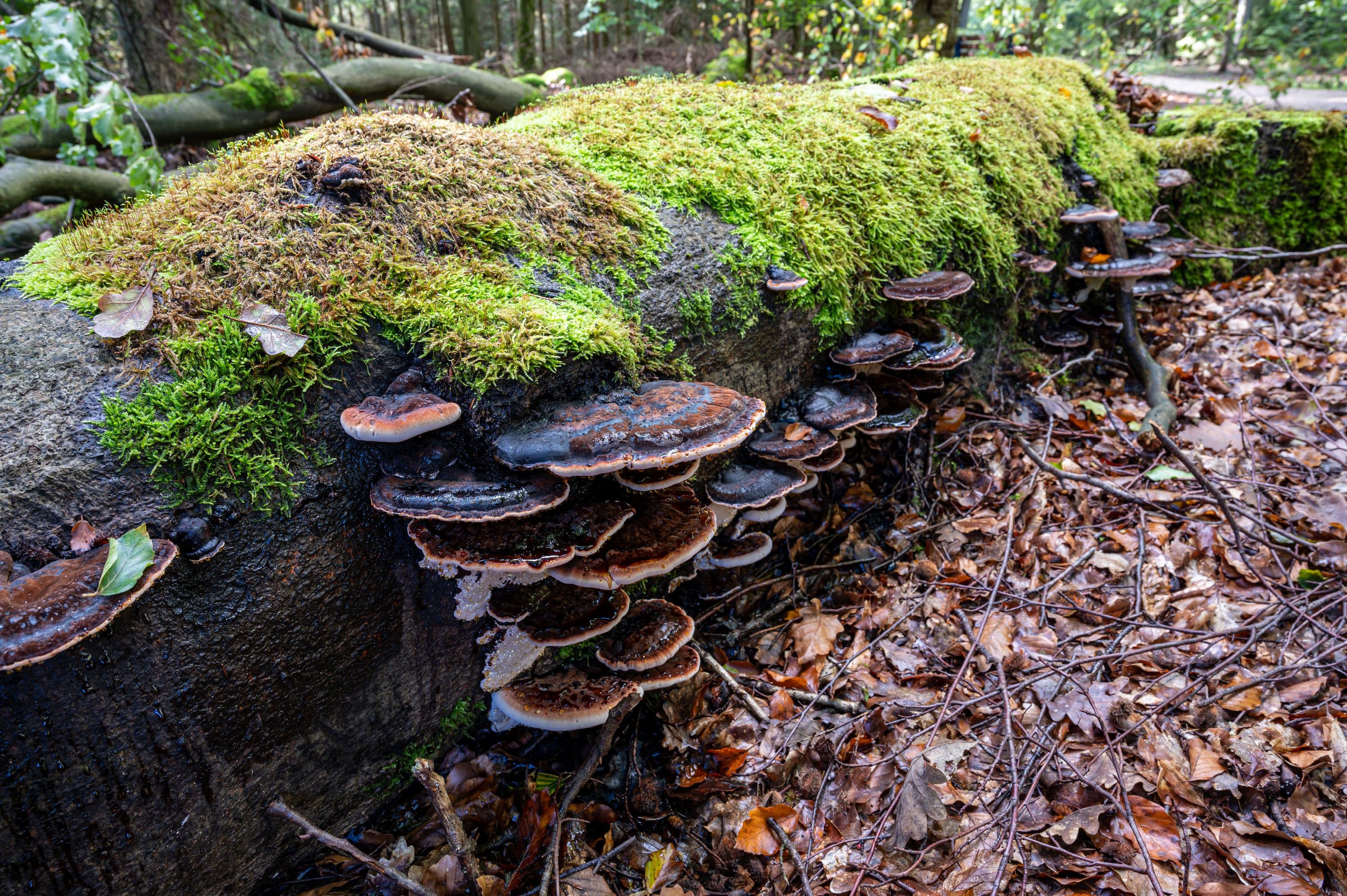 Wandern durch abwechslungsreiche Wälder
