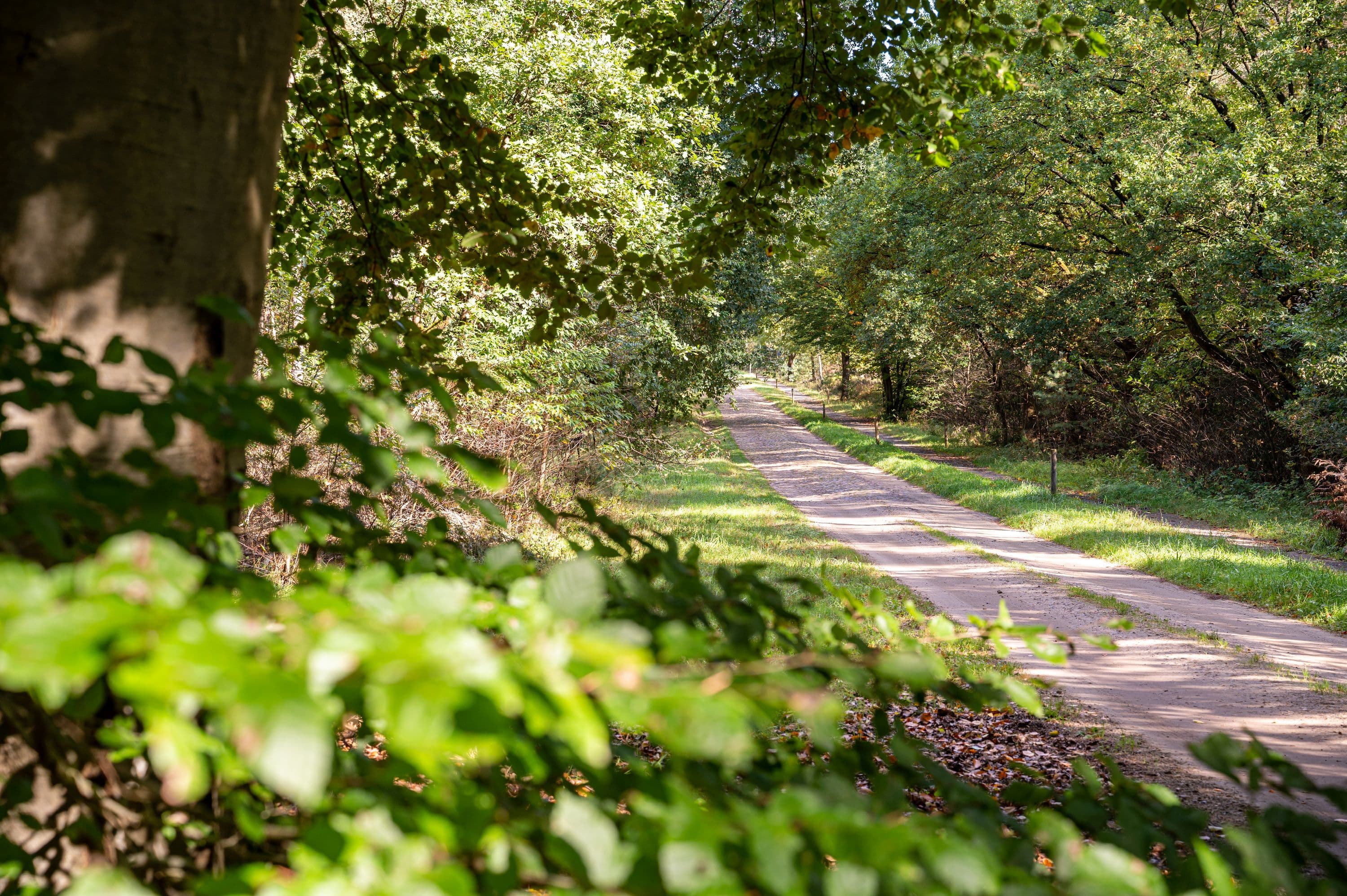 Wandern durch Walgebiete der Lüneburger Heide