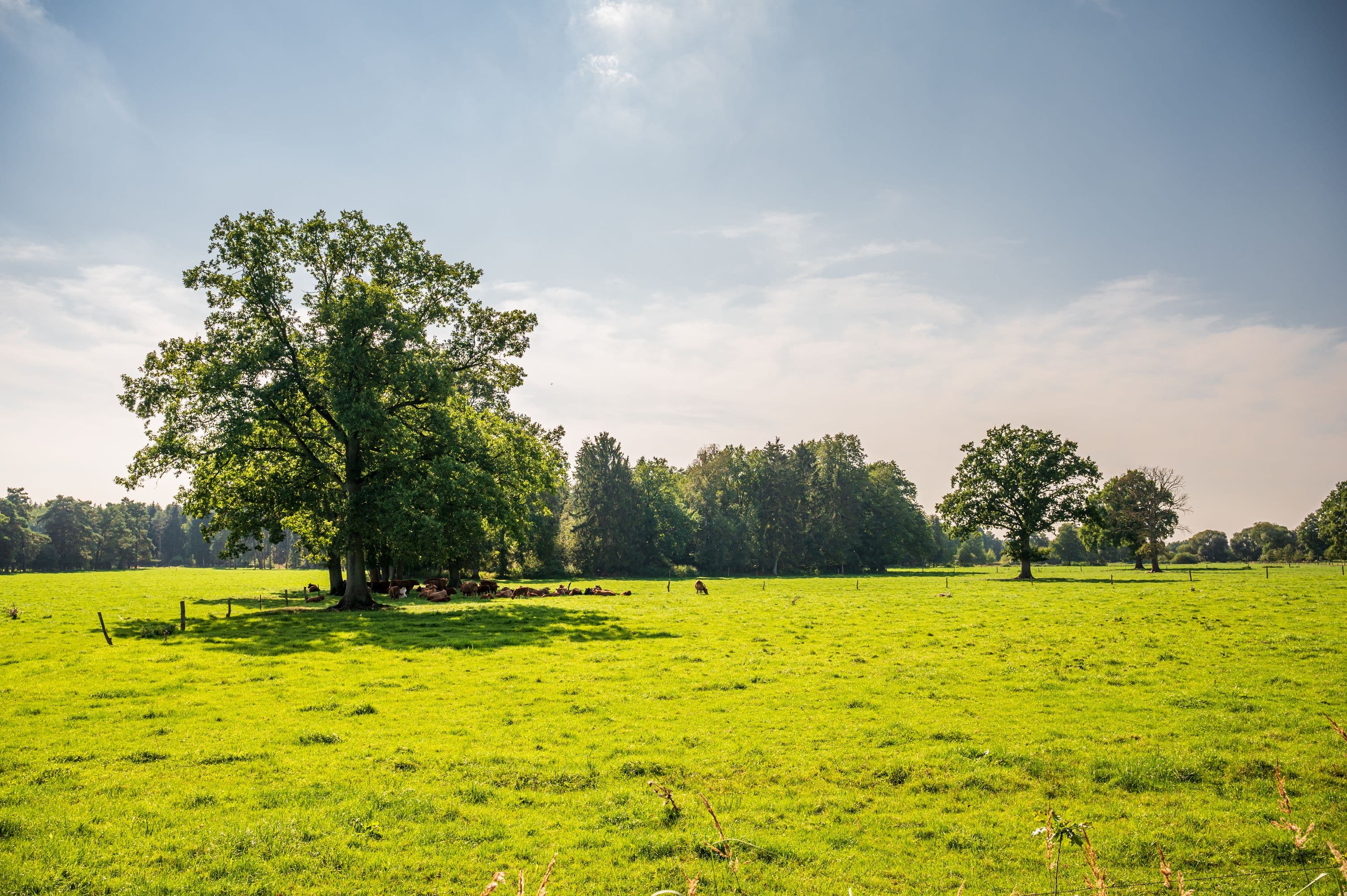 Wandern durch weite Feld- und Wiesenlandschaften in der Südheide