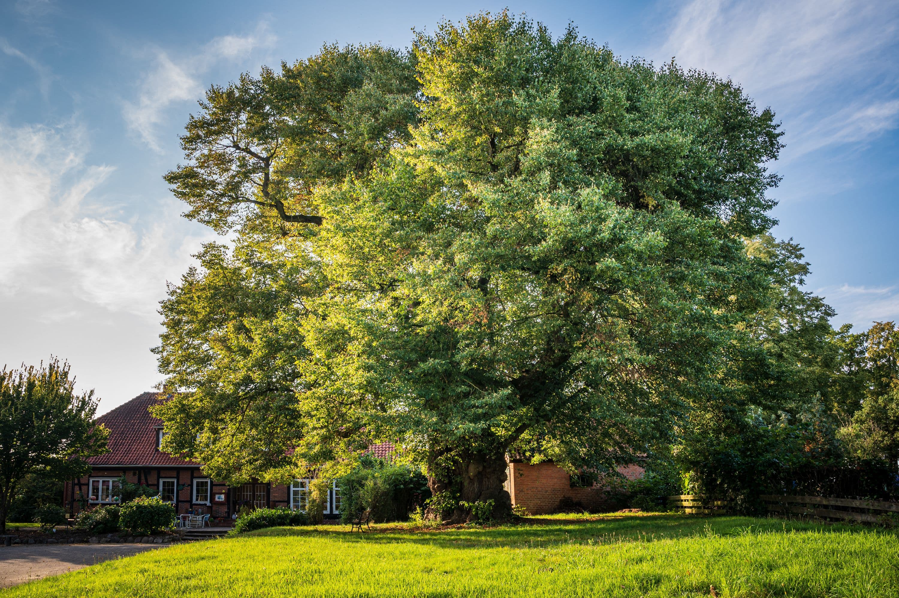 Uralte Baumriesen am Wanderweg
