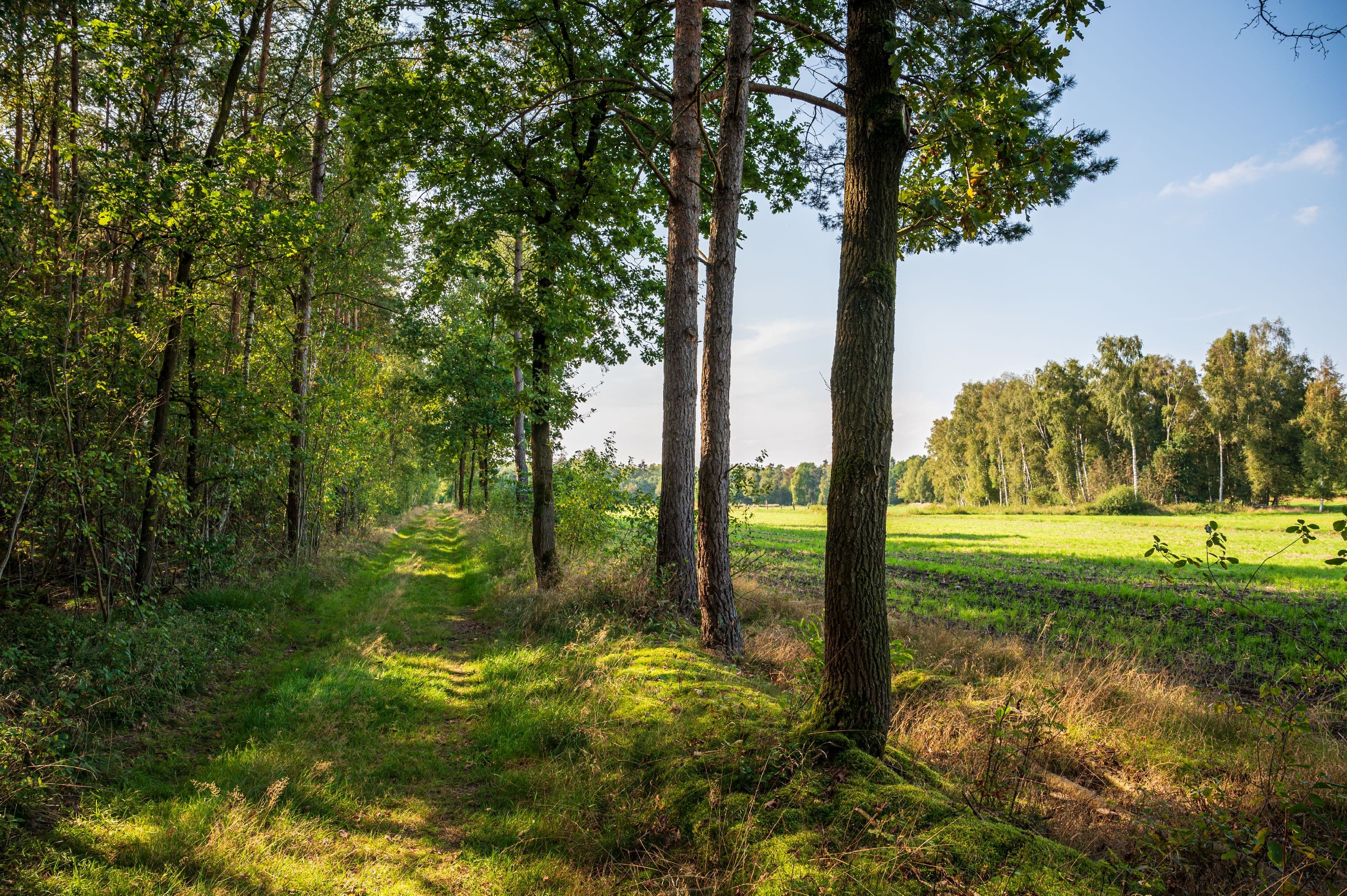Wandern durch lichte Waldgebiete in der Lüneburger Heide