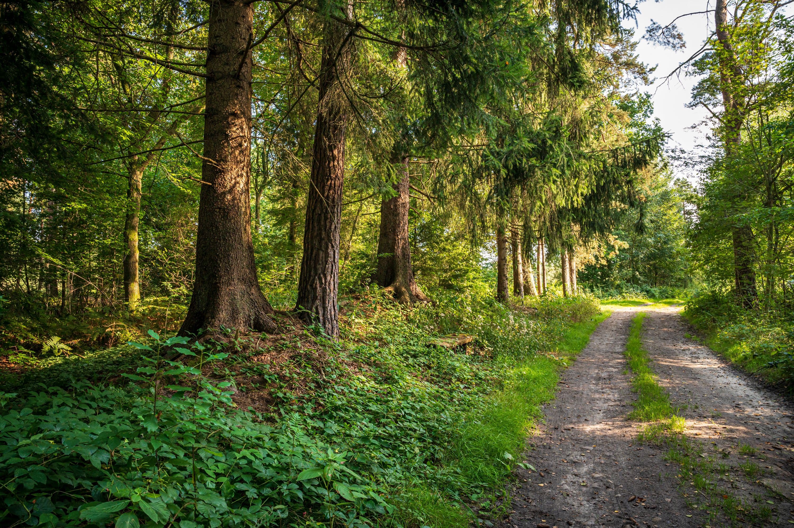 Wandern durch dichte Waldgebiete der Lüneburger Heide