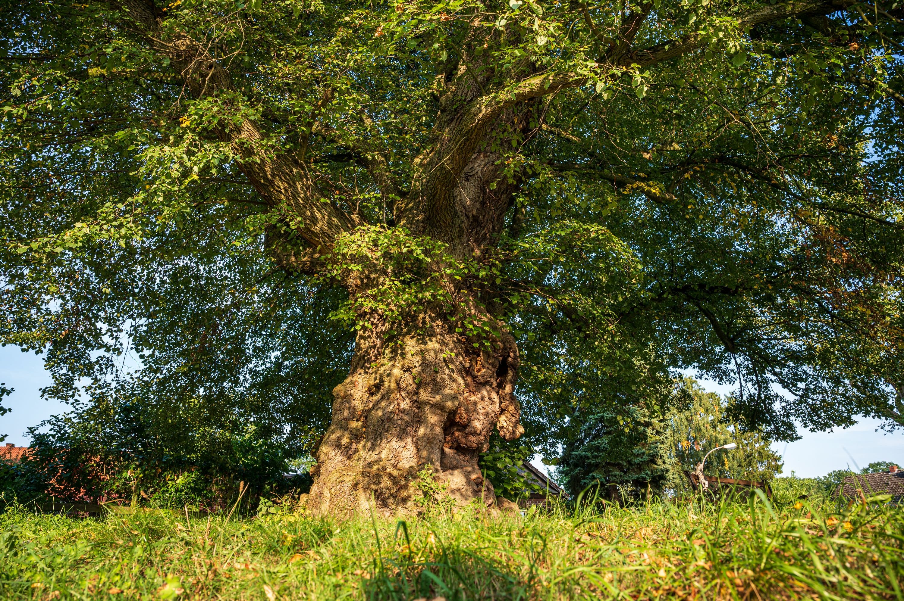 Wandern durch idyllische Heidedörfer
