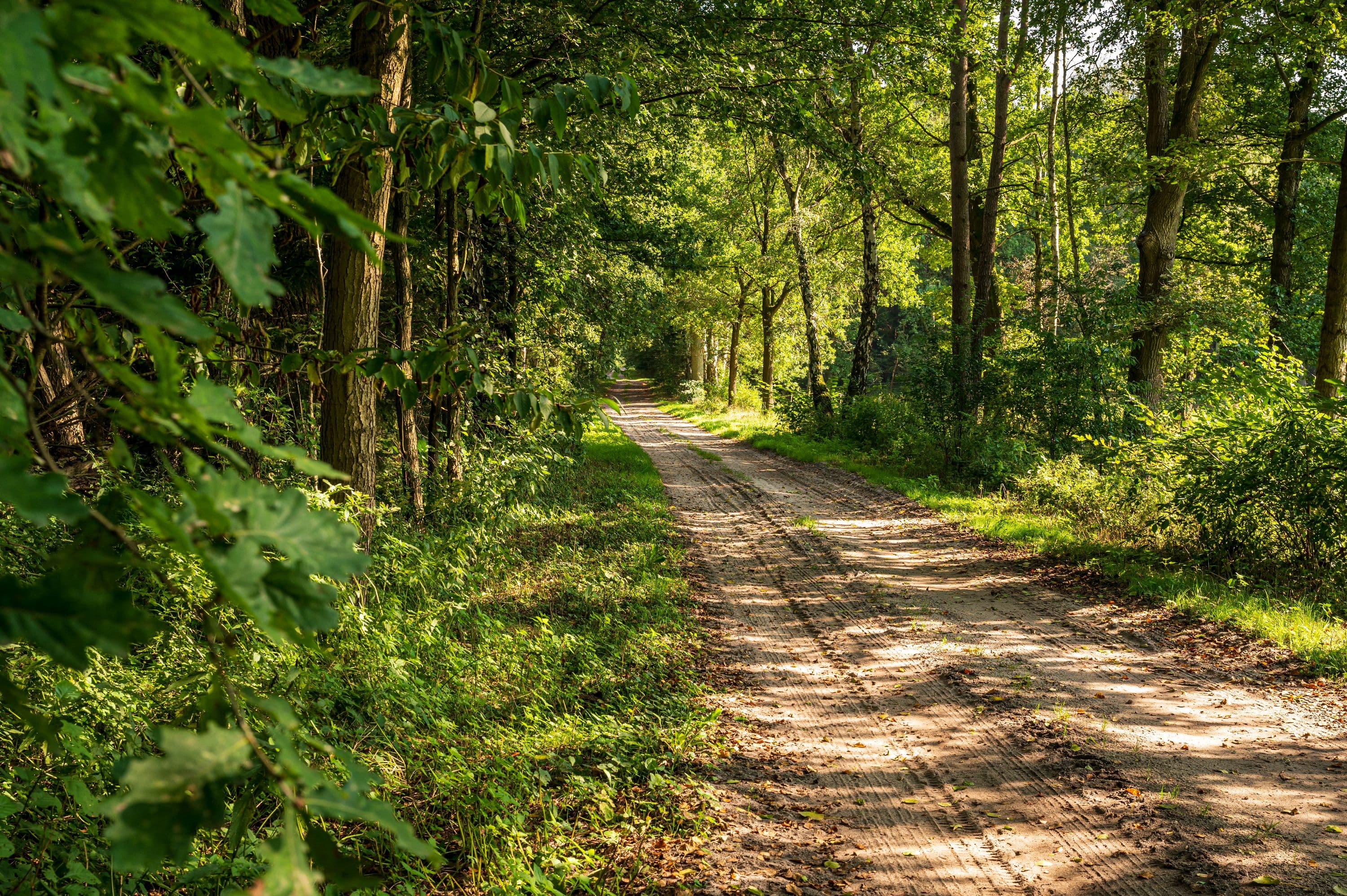 Wandern durch leuchtend grüne Waldlandschaften