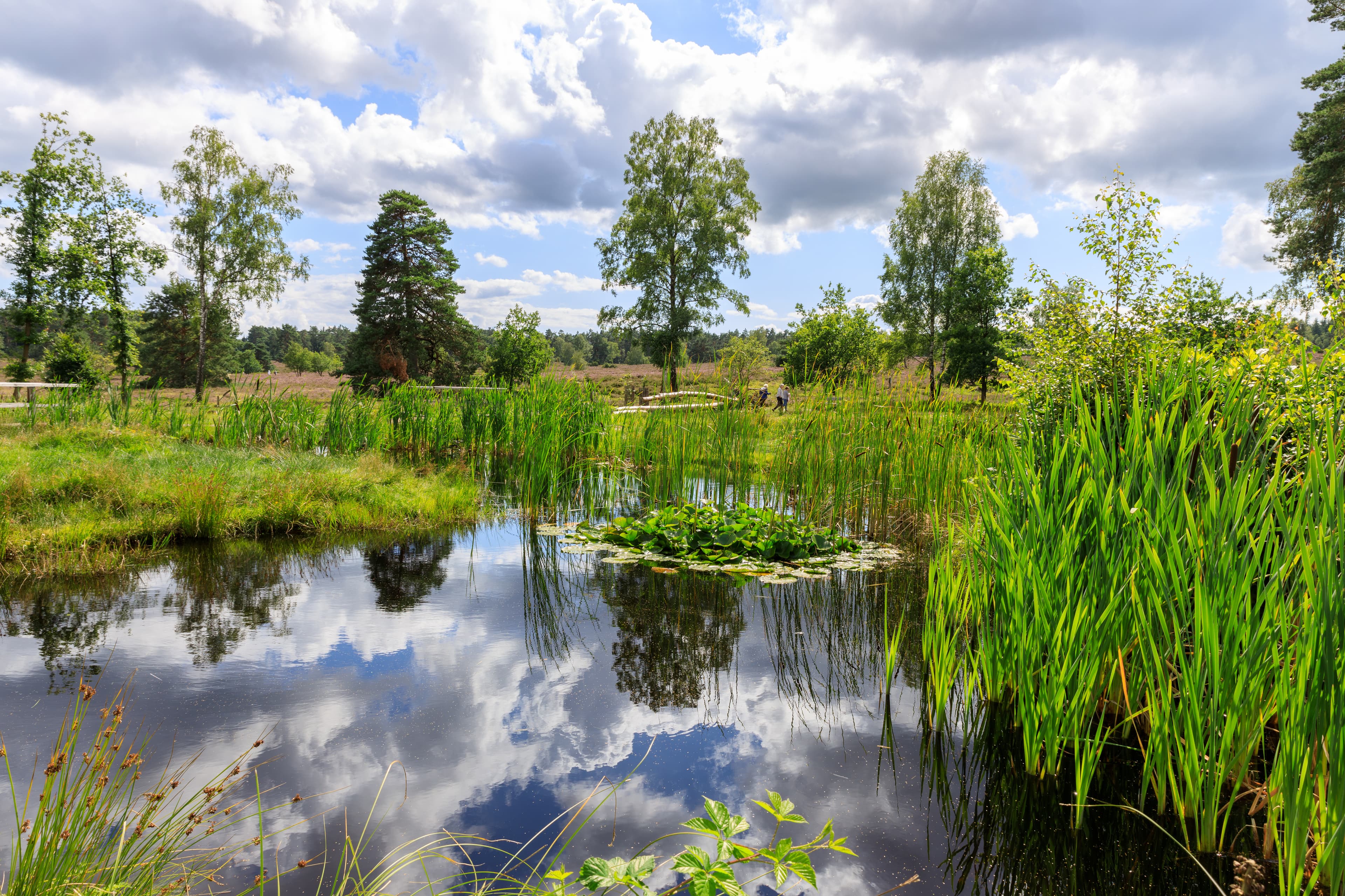 Der Wanderweg führt an einem idyllischen Teich im Büsenbachtal vorbei