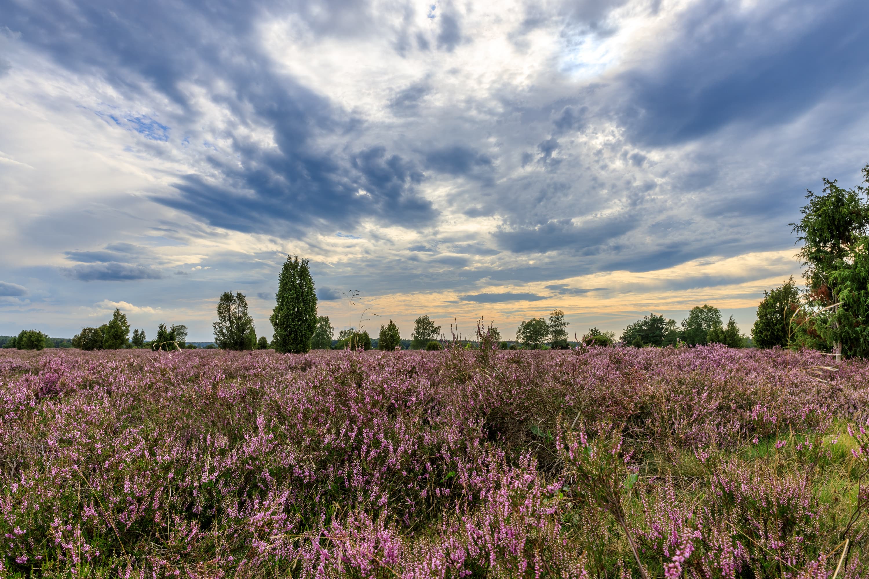 Wandern in der blühenden Heide am Wacholderwald