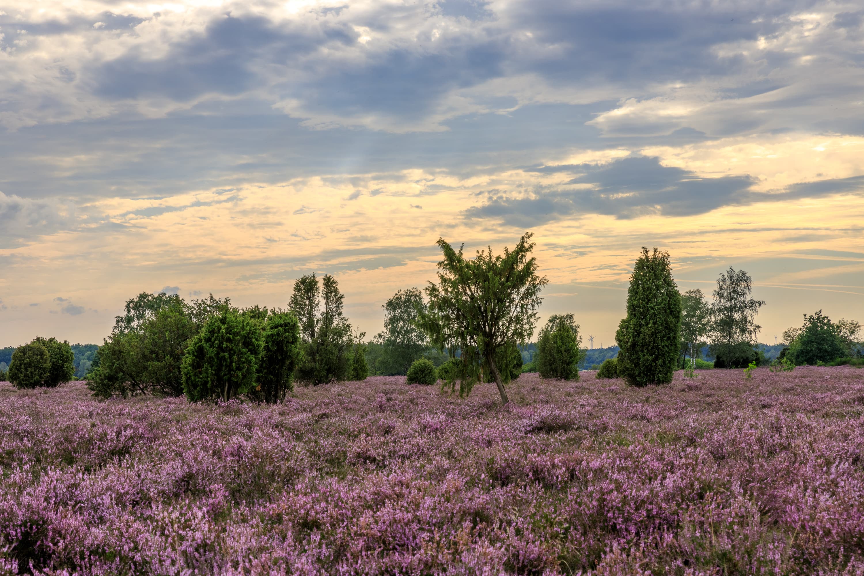 Traumhafte Sonnenuntergänge erleben in niedersachsens größtem Wacholderwald