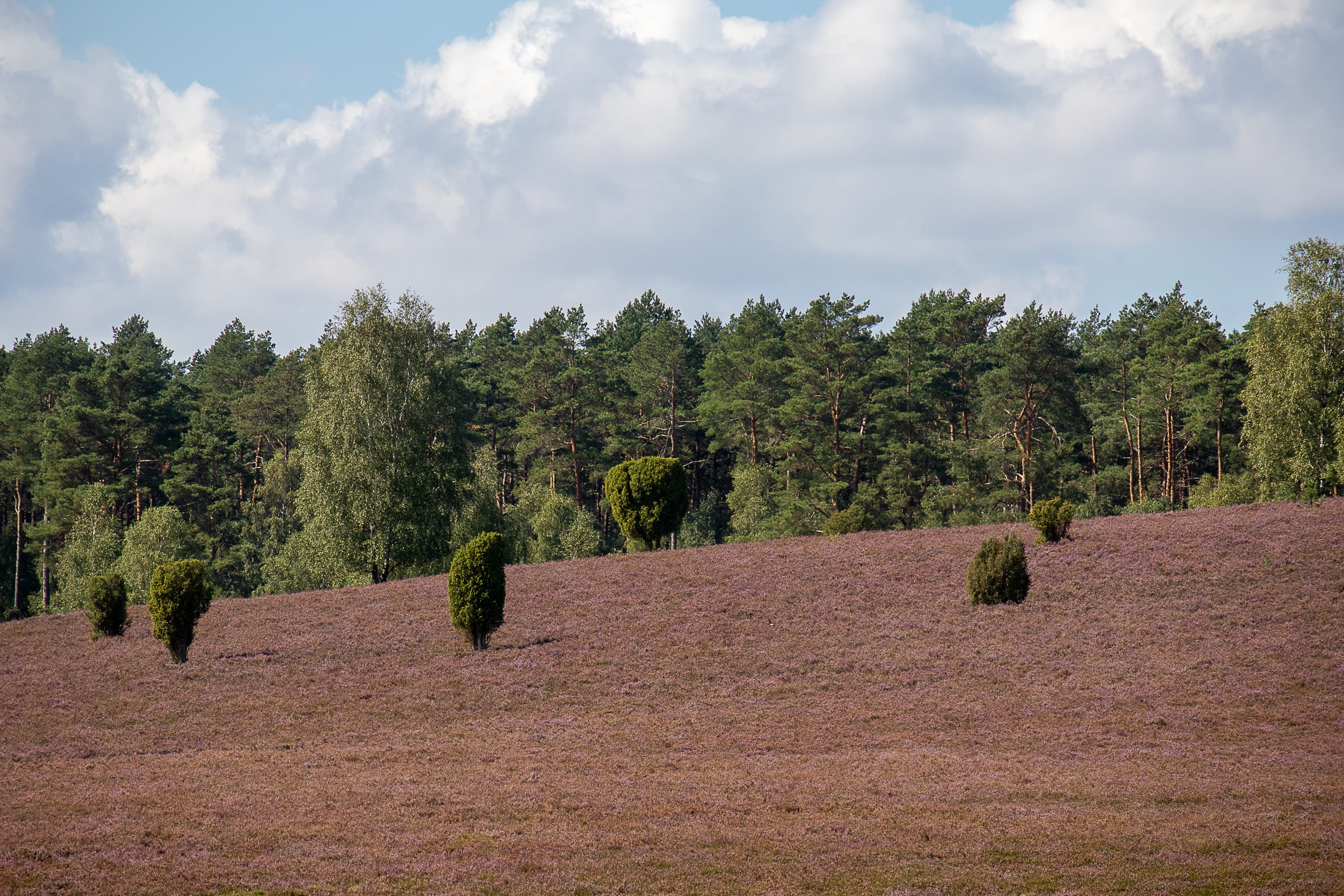 Wandern zur Heideblüte in der Döhler Heide