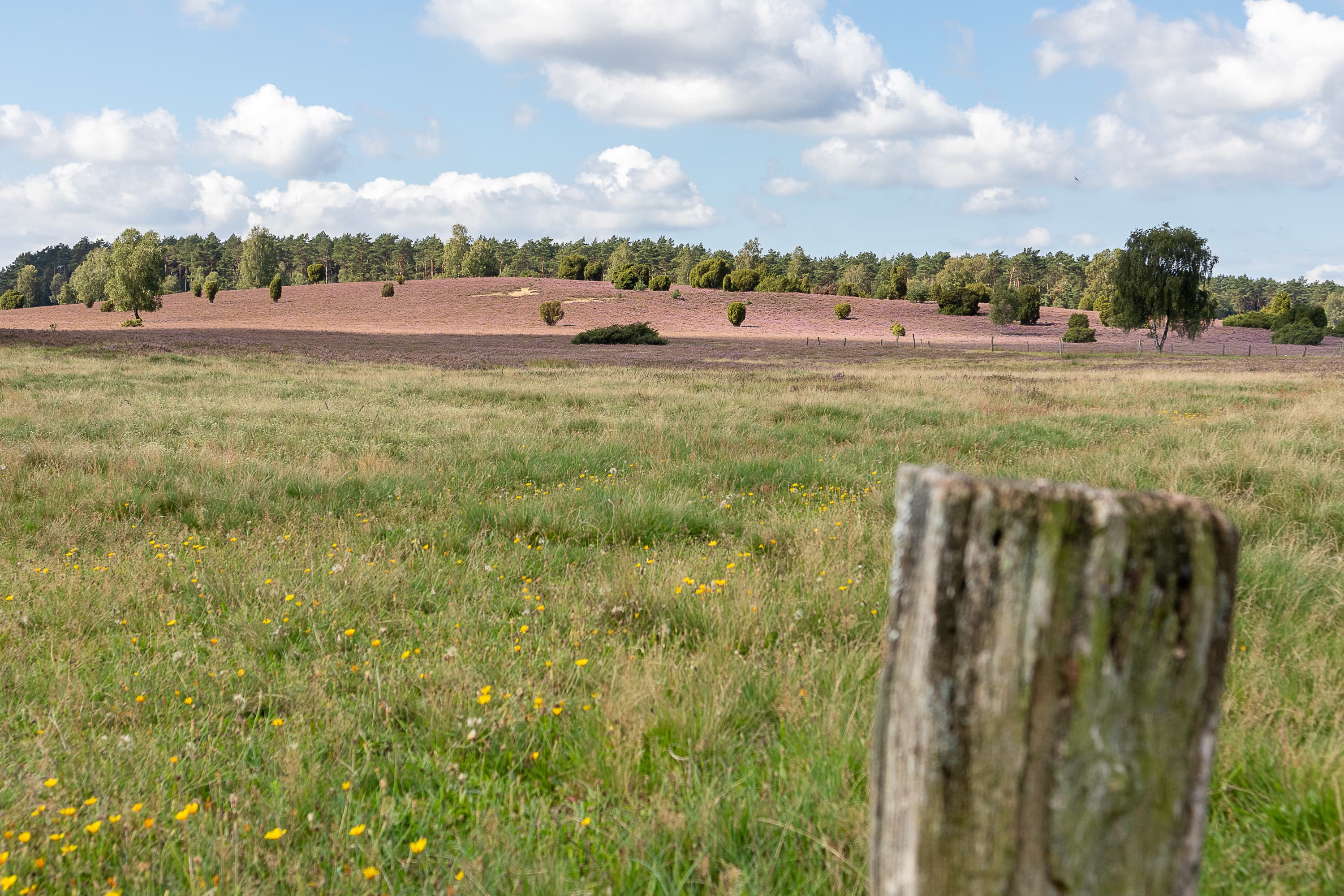 Wandern zur Heideblüte durch die Döhler Heide