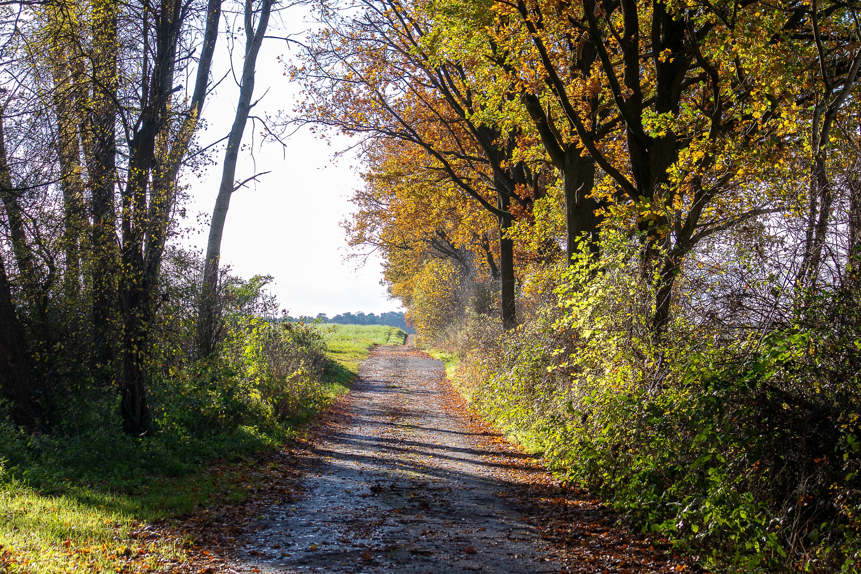 Eyendorf in der Lüneburger Heide im Herbst erleben