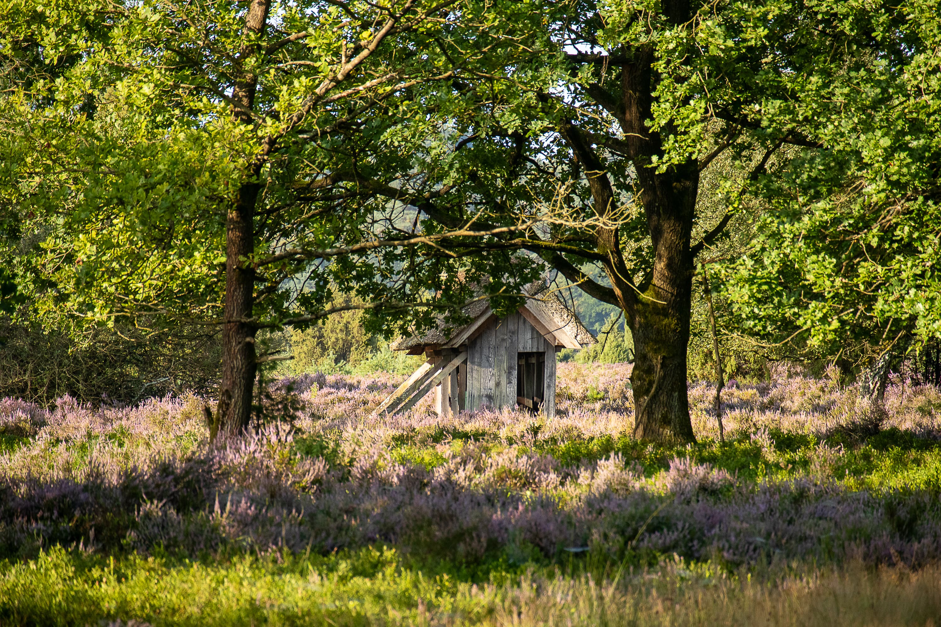 Wandern durch die Undeloher Heide zur Heideblüte