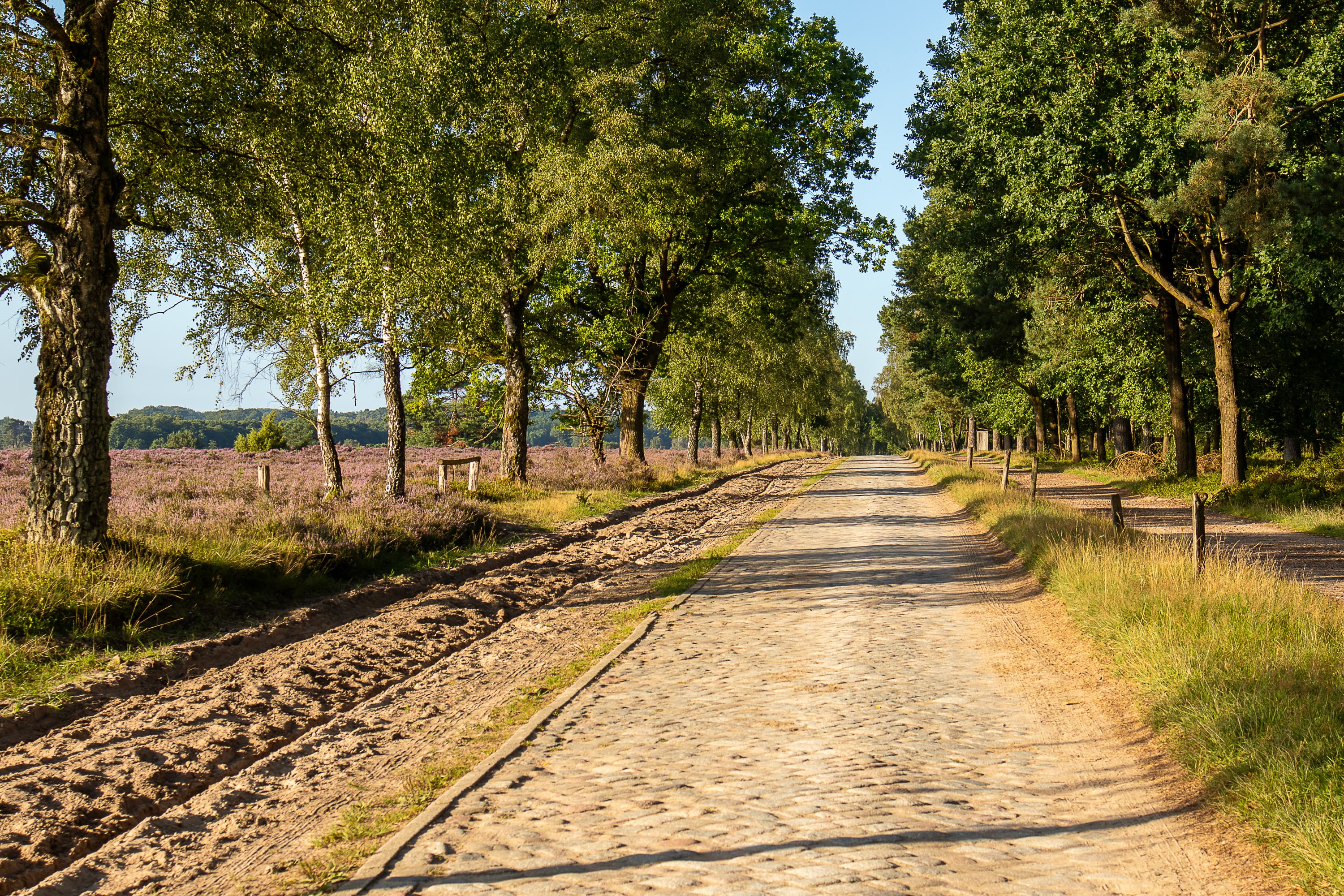 Wandern durch die Undeloher Heide zur Heideblüte