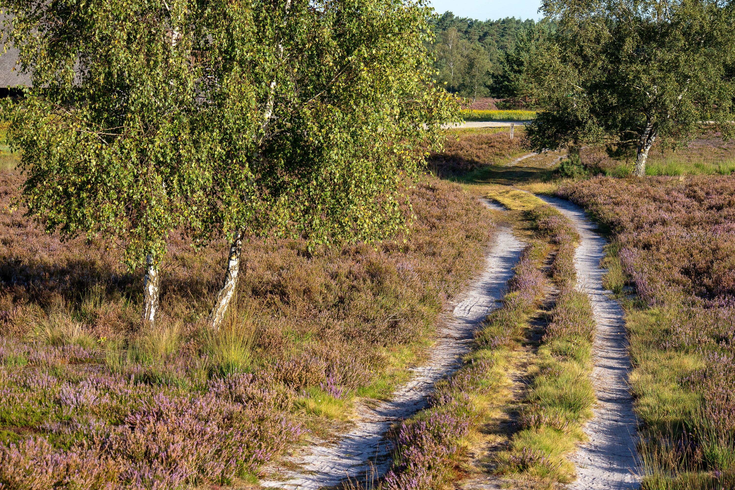 Wandern auf schmalen Pfaden durch die Weseler Heide