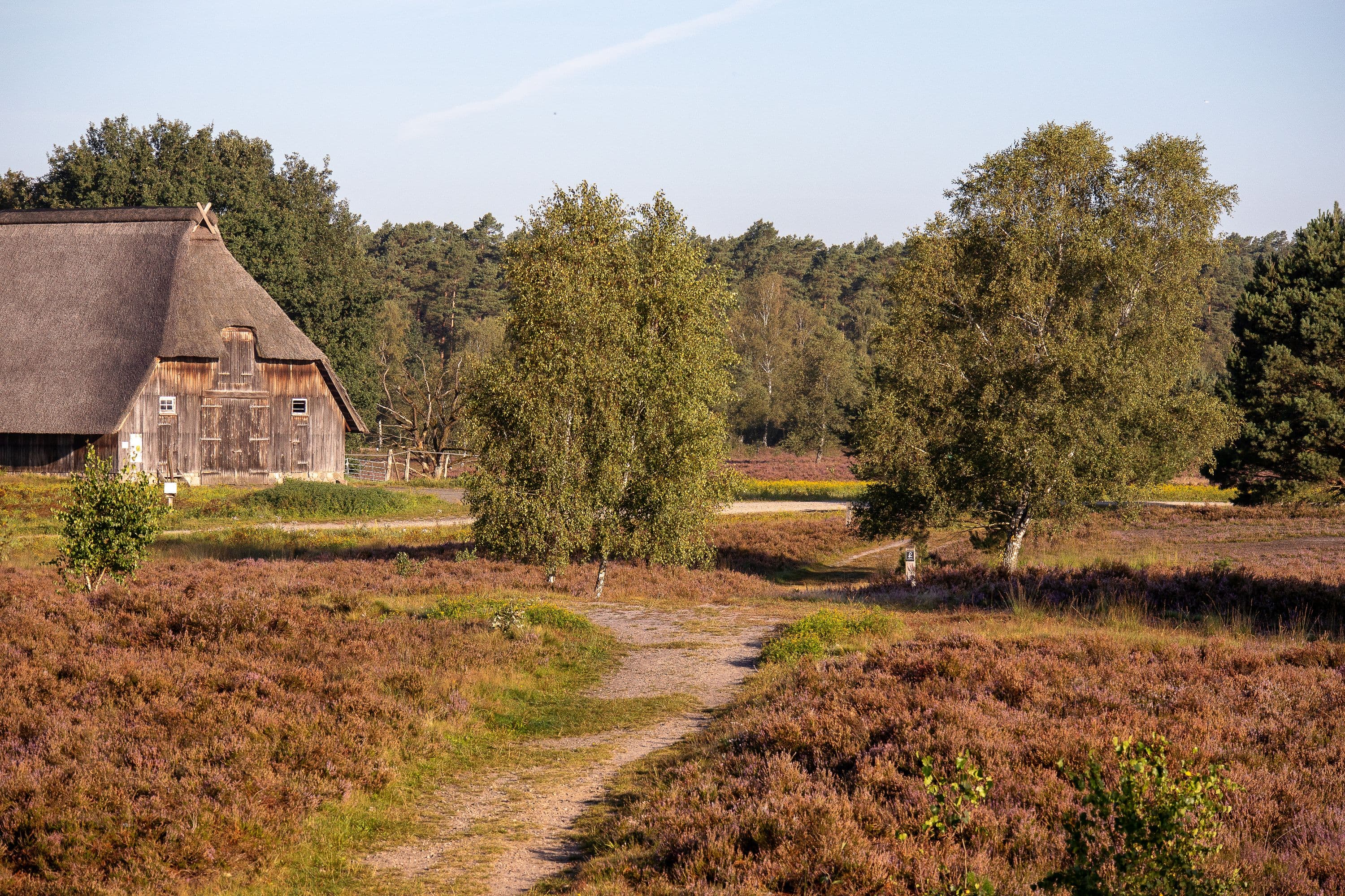 Wanderweg durch die blühende Weseler Heide