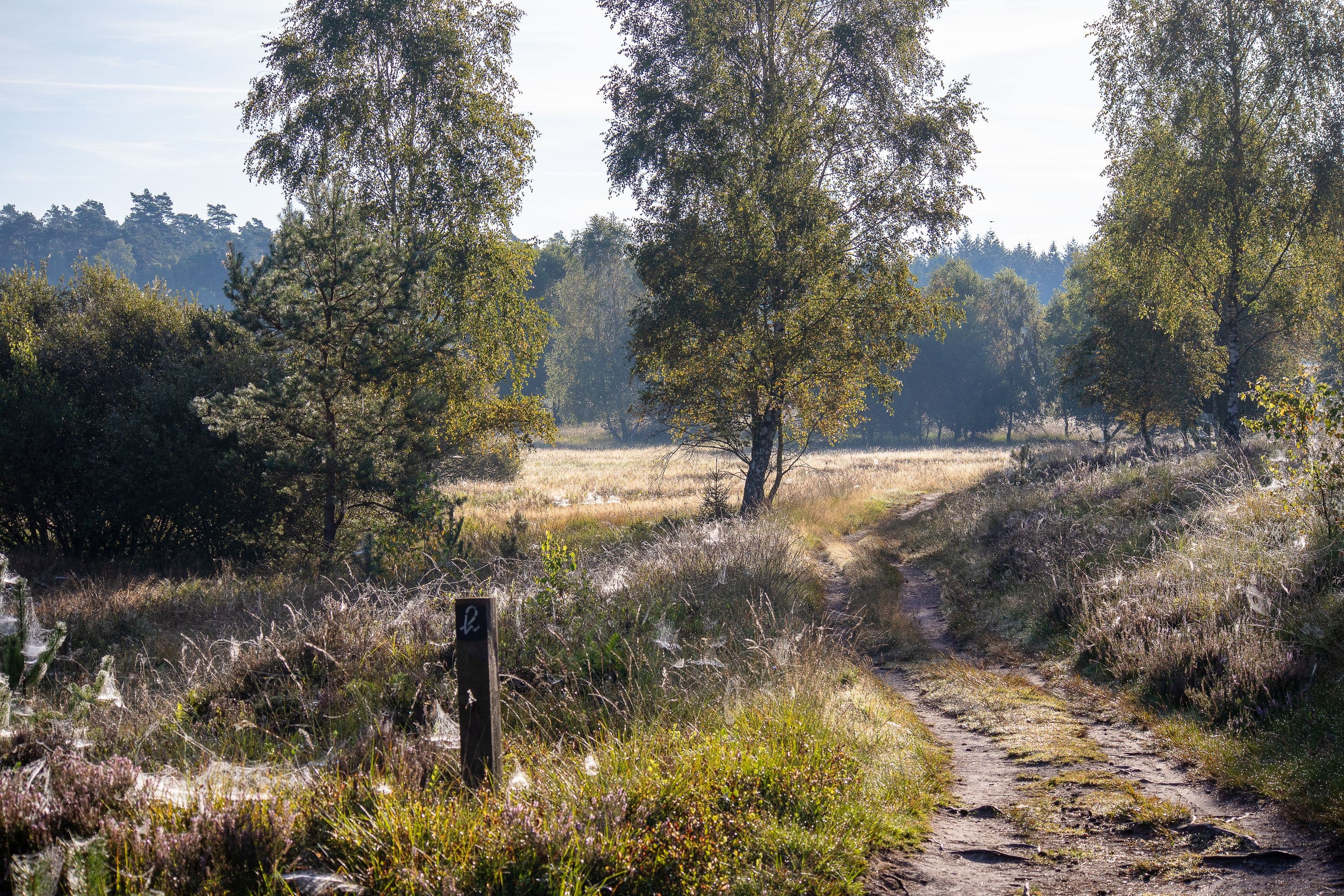 Wandern durch die blühende Weseler Heide
