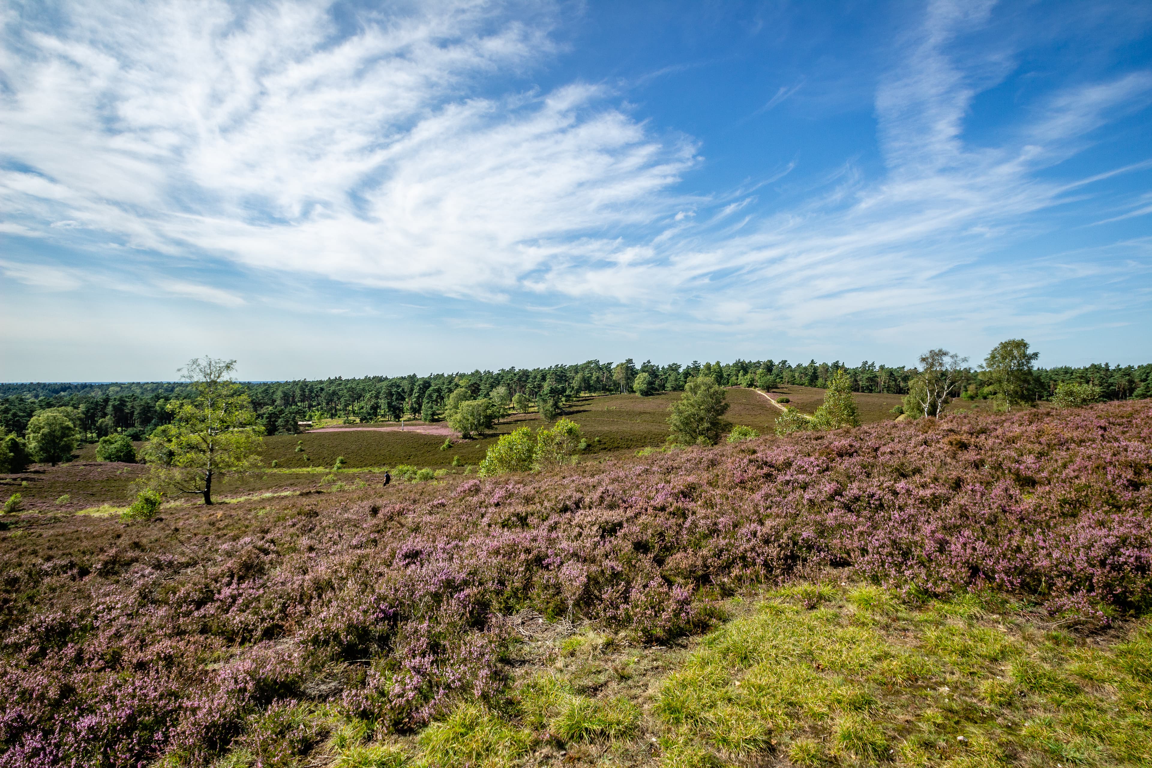 Vom Gipfel des Brunsbergs blickt man weit in die Heide