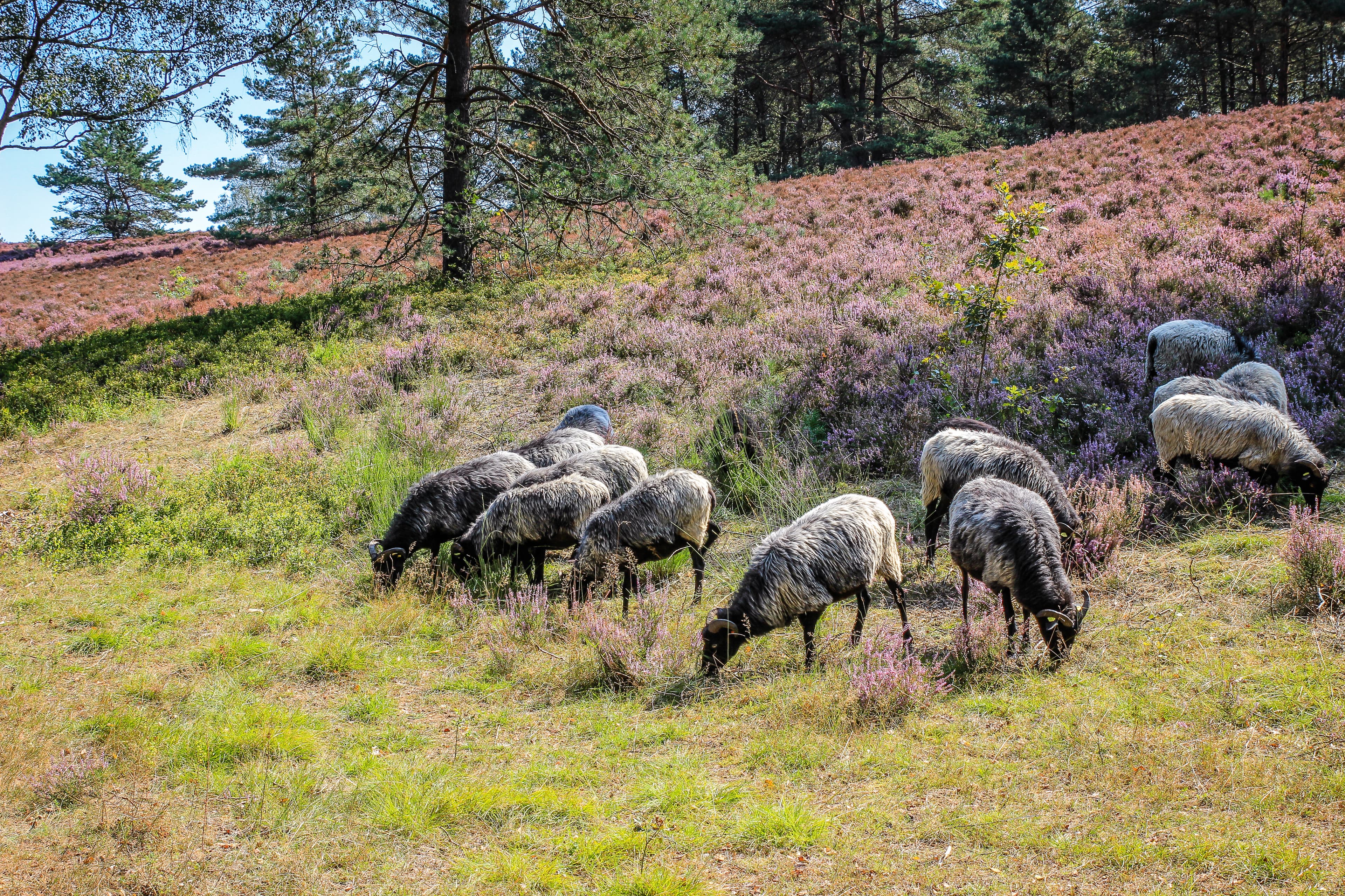 Eine Heidschnuckenherde am Brunsberg treffen