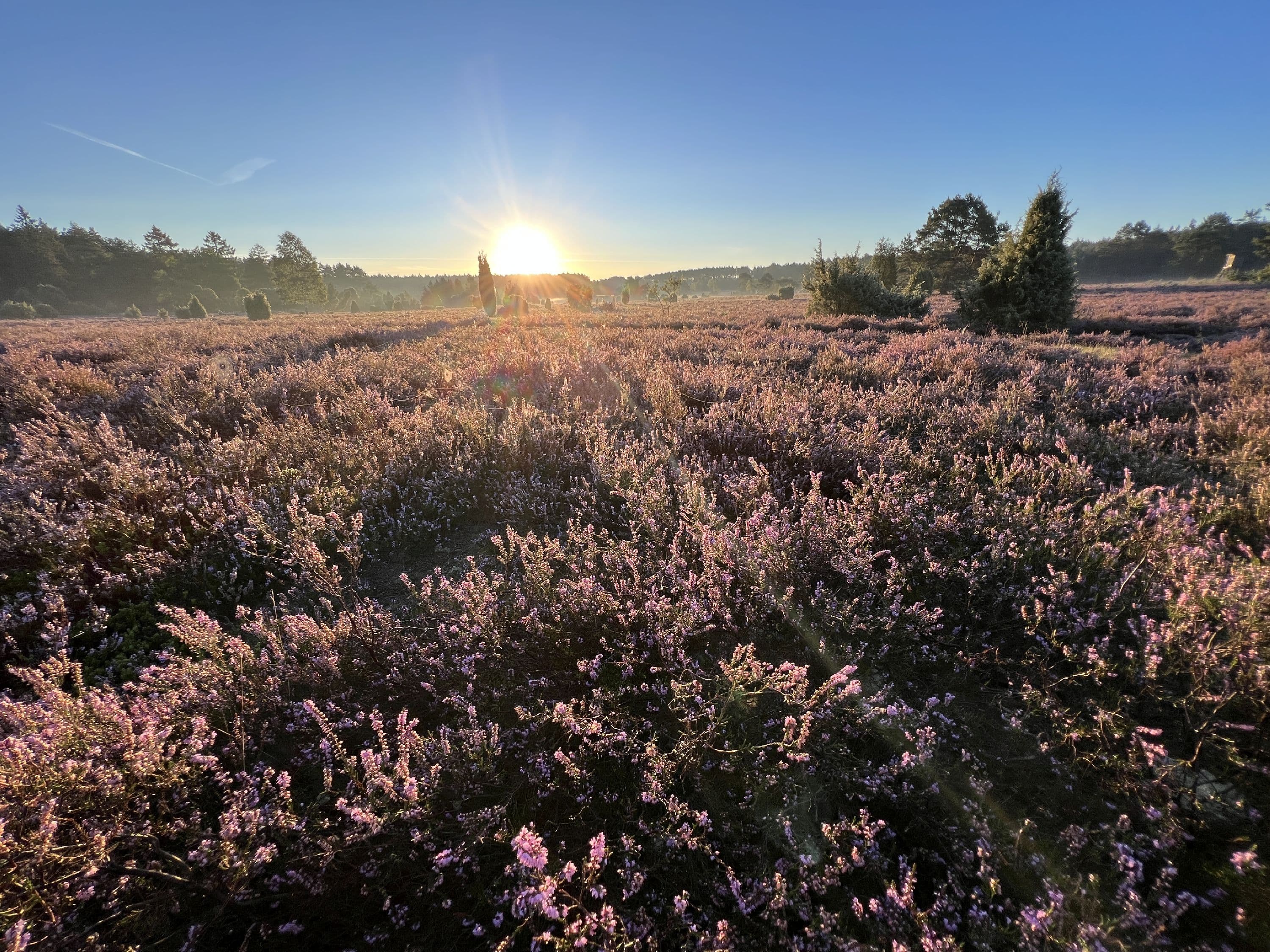 Wandern durch die blühende Heidefläche am Haußelberg